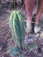 👑🌶️ Nash — 14” Tip