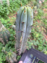 👑🌶️ Mesa Gardens Bridge — 11” Tip