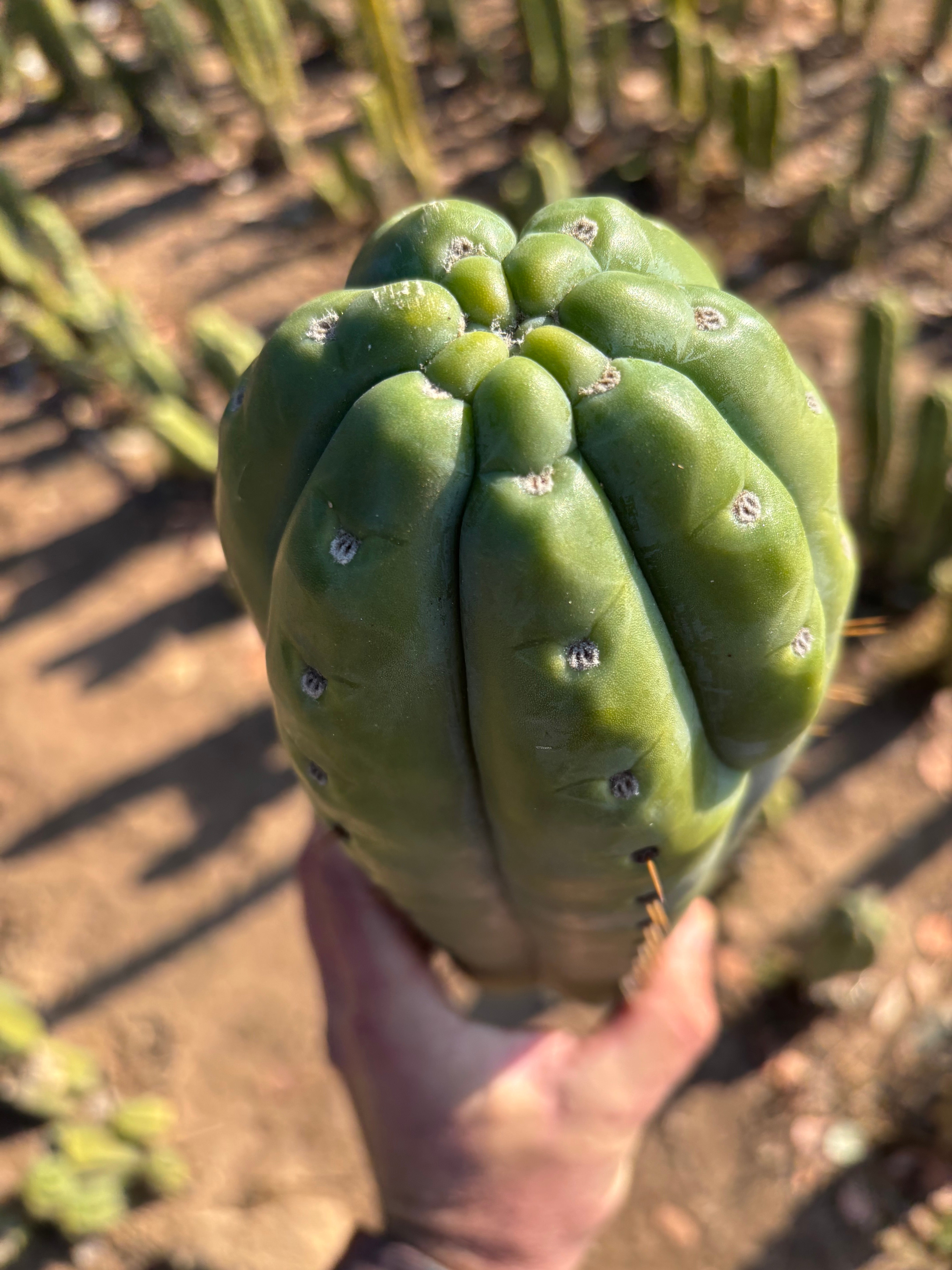 👑💎🌶️  Ashdod — Full Maturity 12” Tip (Last One Ever)