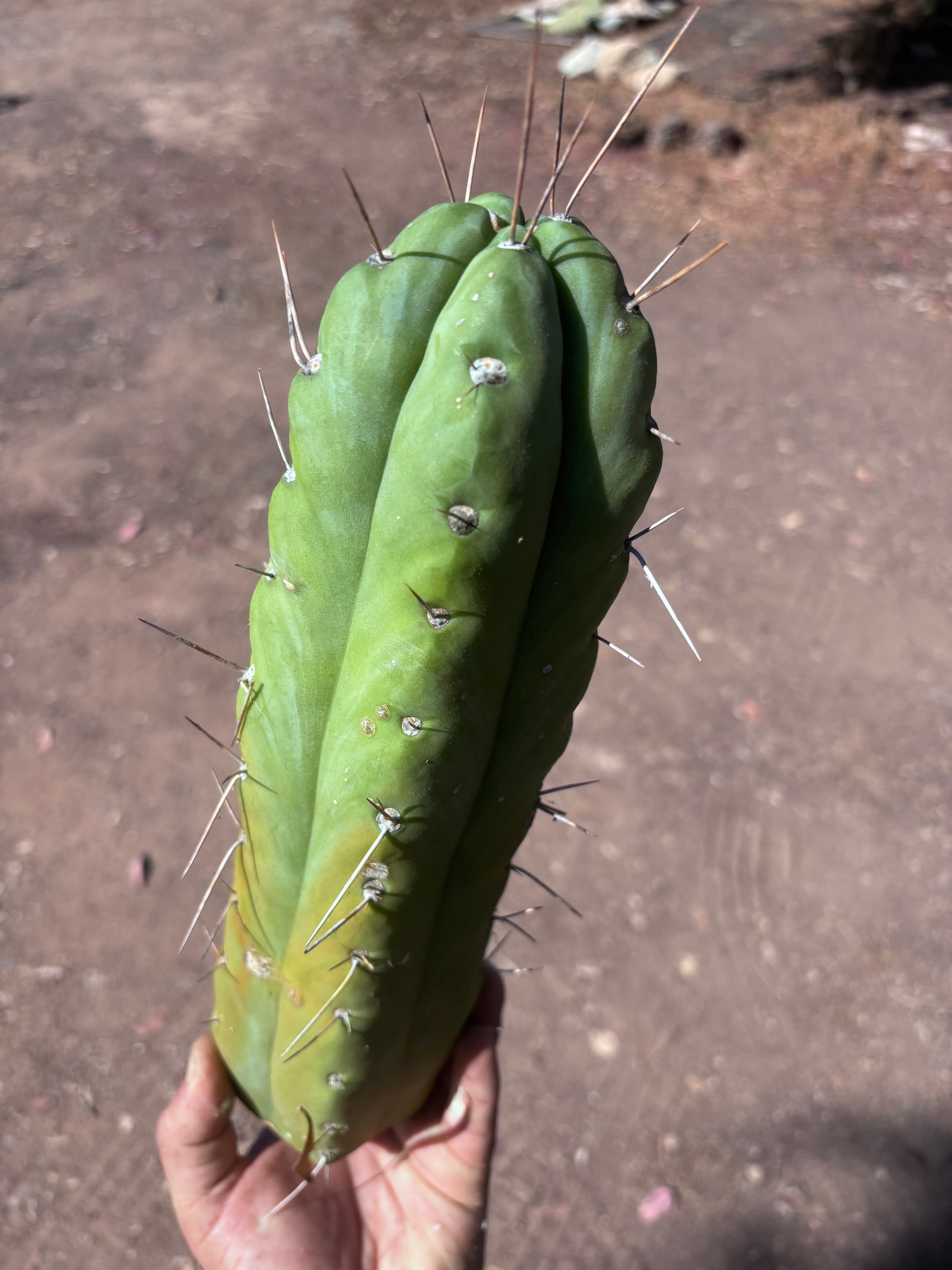 👑🌶️🌶️  Jiimz Twin — XL Fat 13” Tip