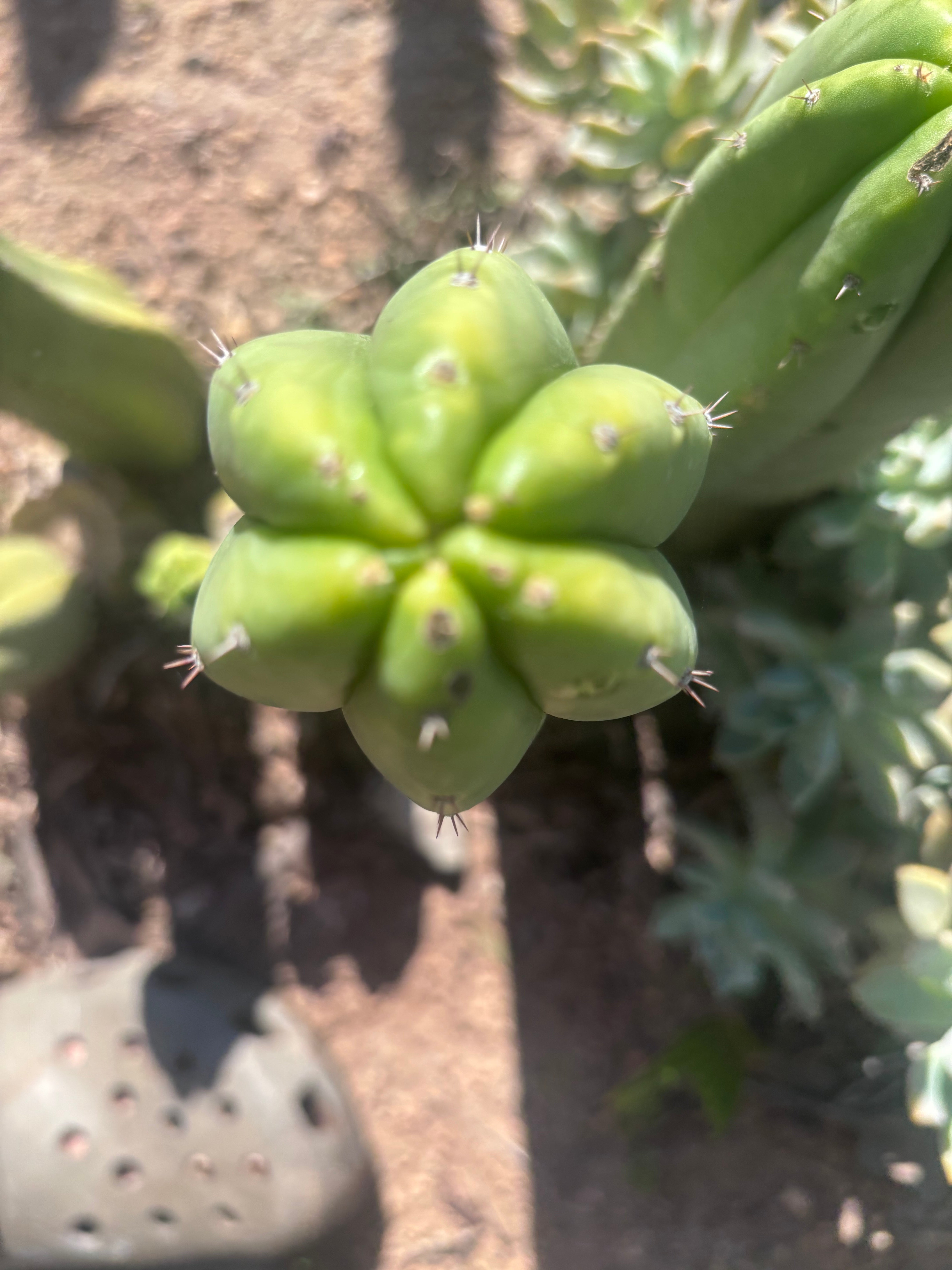 👑🌶️🌶️ Ogun — 9.5” Tip