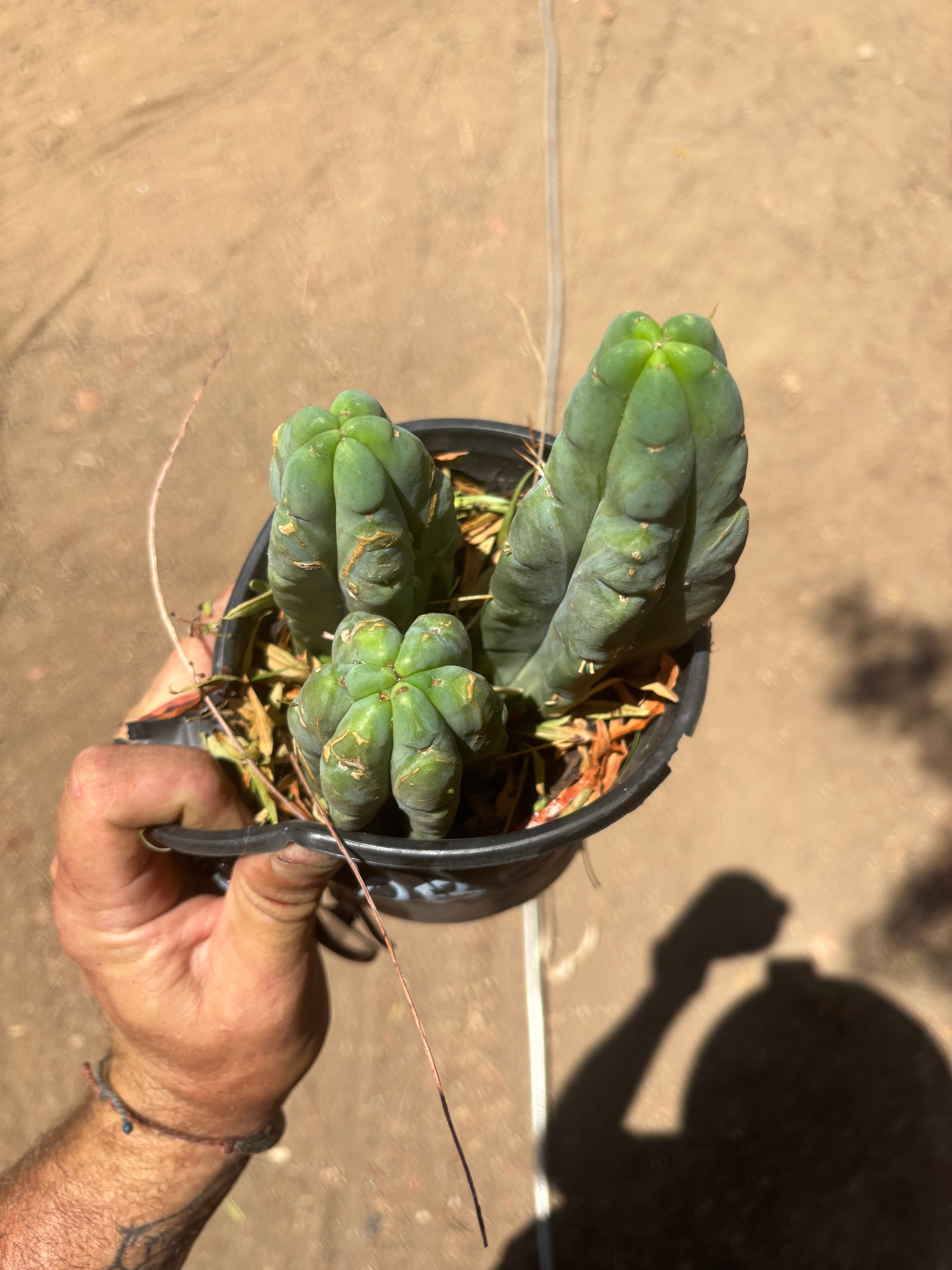 👑🌶️ BBB — Lot of 3 Rooted Tips