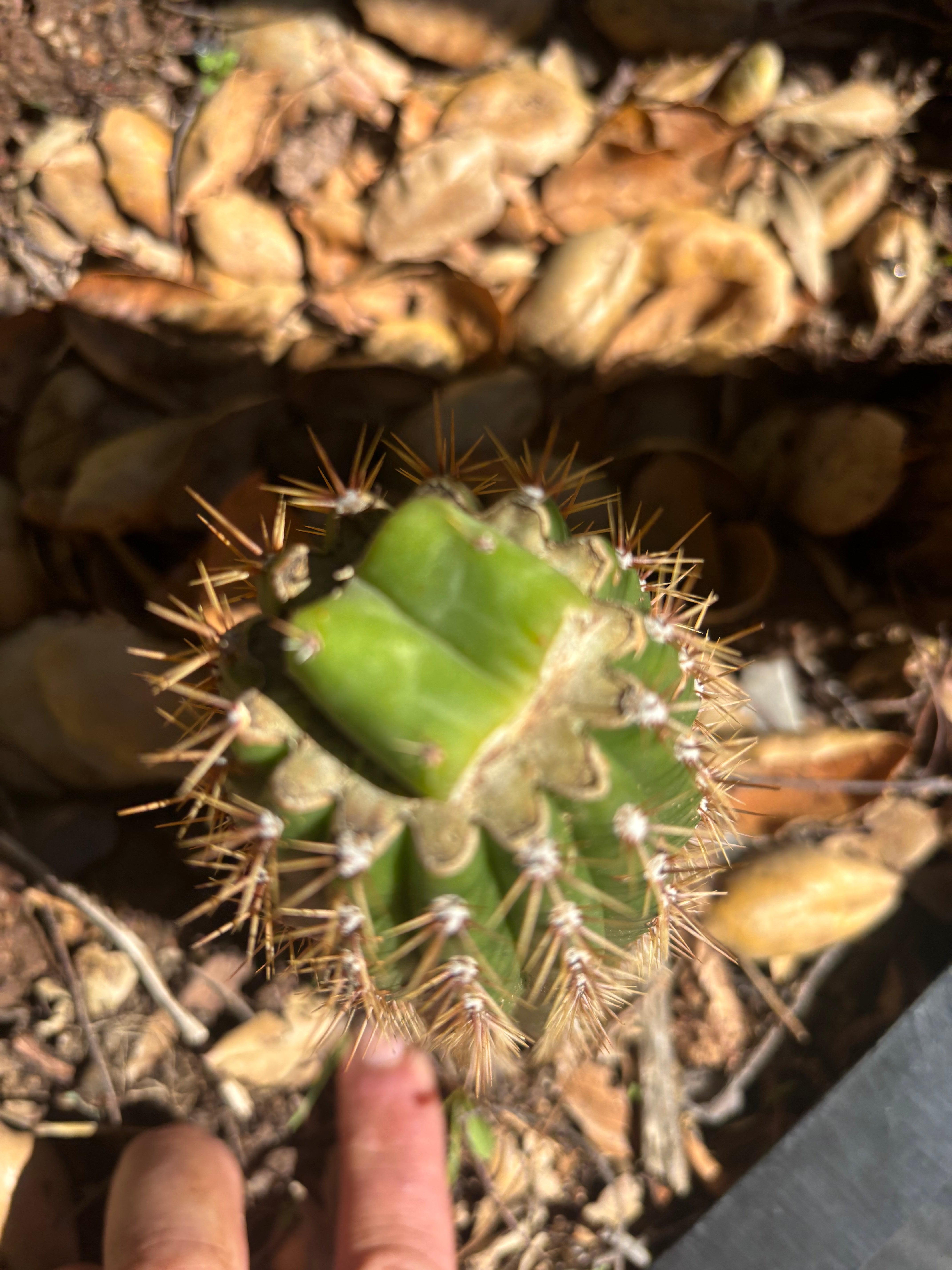 👑🌶️🌶️ KR04 — Rooted Slab Graft
