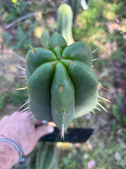 👑🌶️ Malo4 (F2)  — Fat 10” Tip