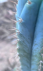 💎👑💎 Zordon  — 8” Pup