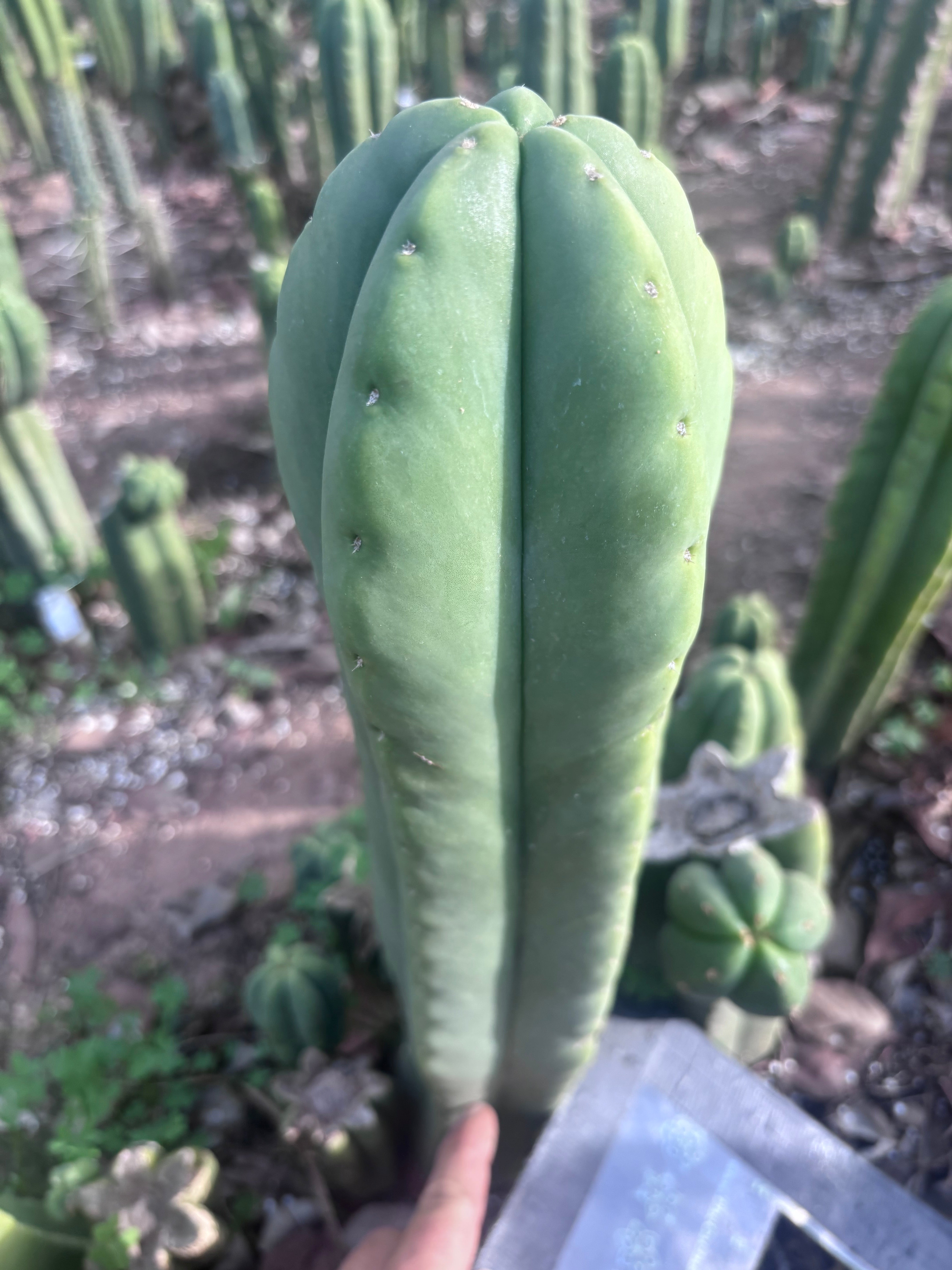 👑💎 Aussie Scop — XL 14” Tip