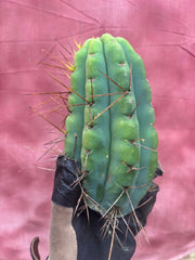 🌶️🌶️⚠️ E.R. — Another Beefy 9” Pup