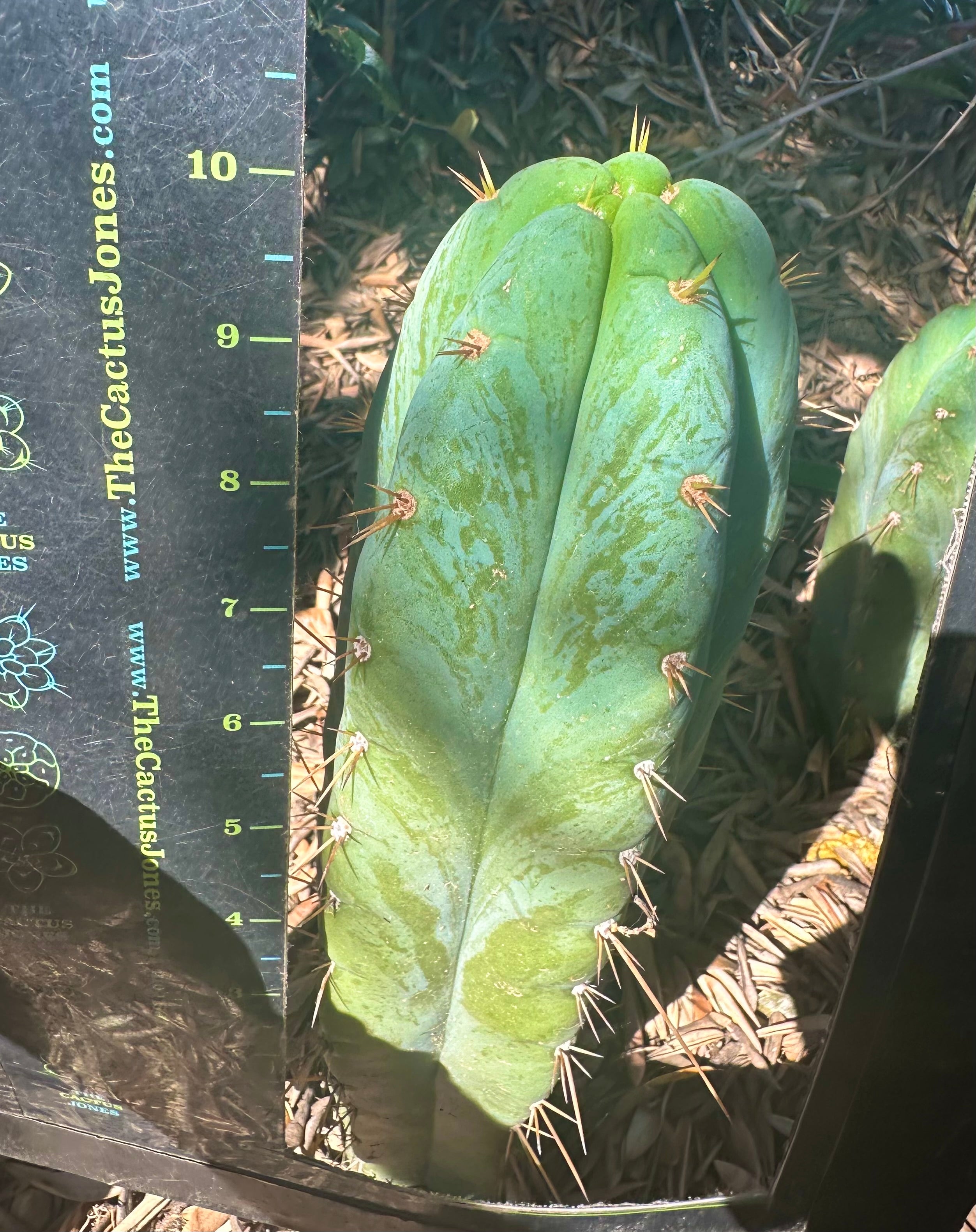 👑 Lotusland Huanu — Fat n Frosty 10” Tip