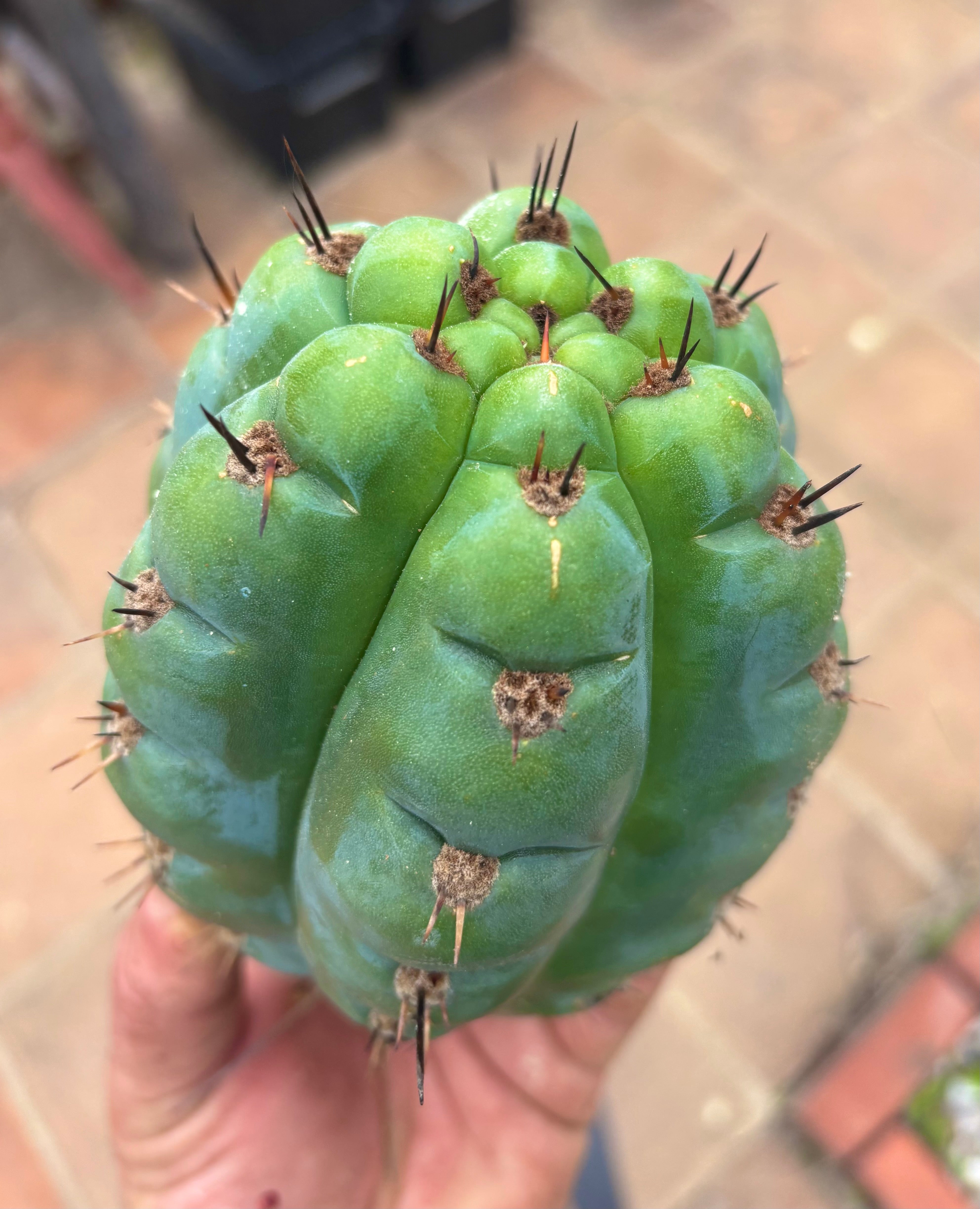 💎👑💎 Papa Smurf — Fat 8” Pup