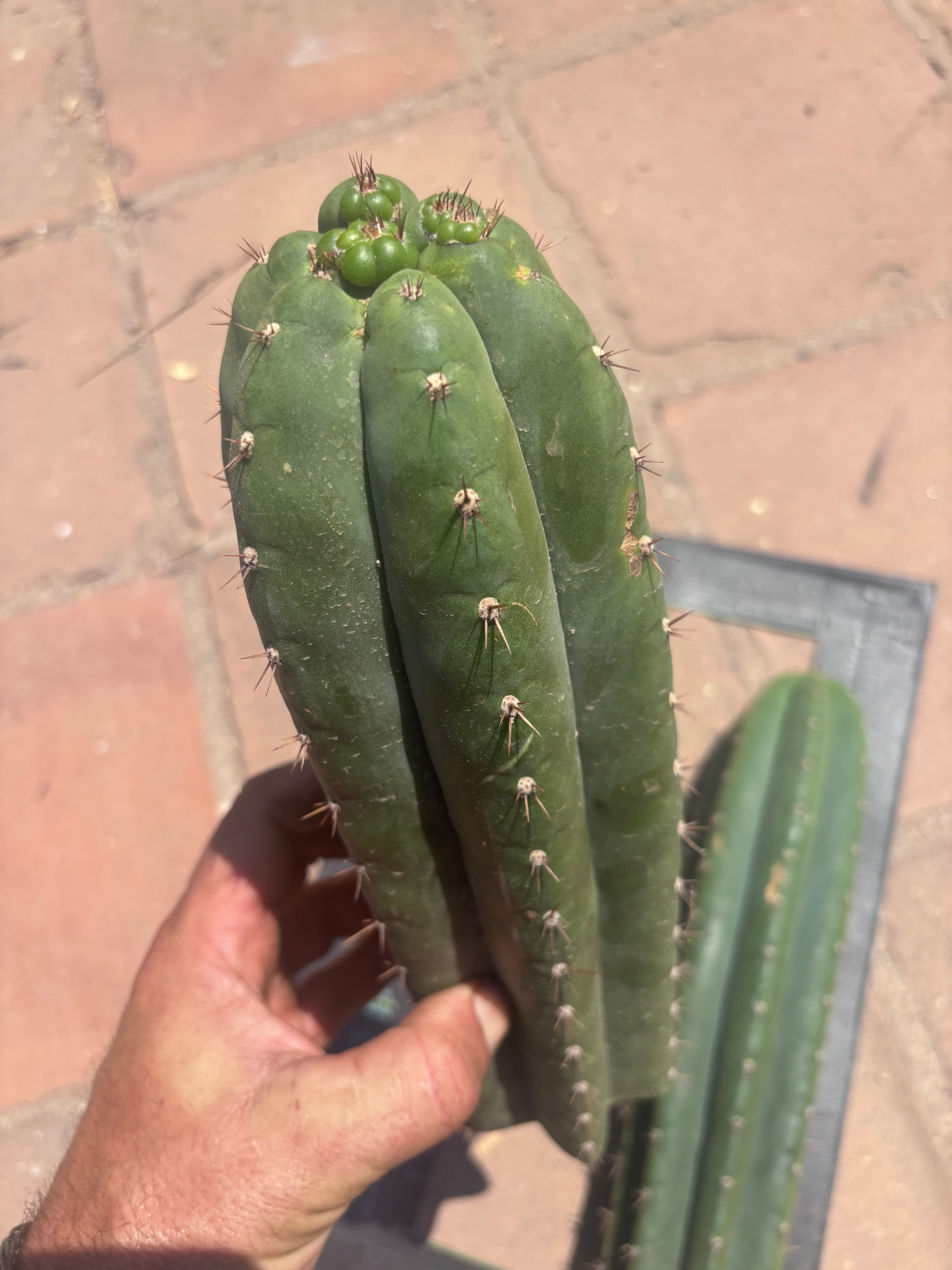 👑 LER — Lot of Two Tips — 13” and 10”