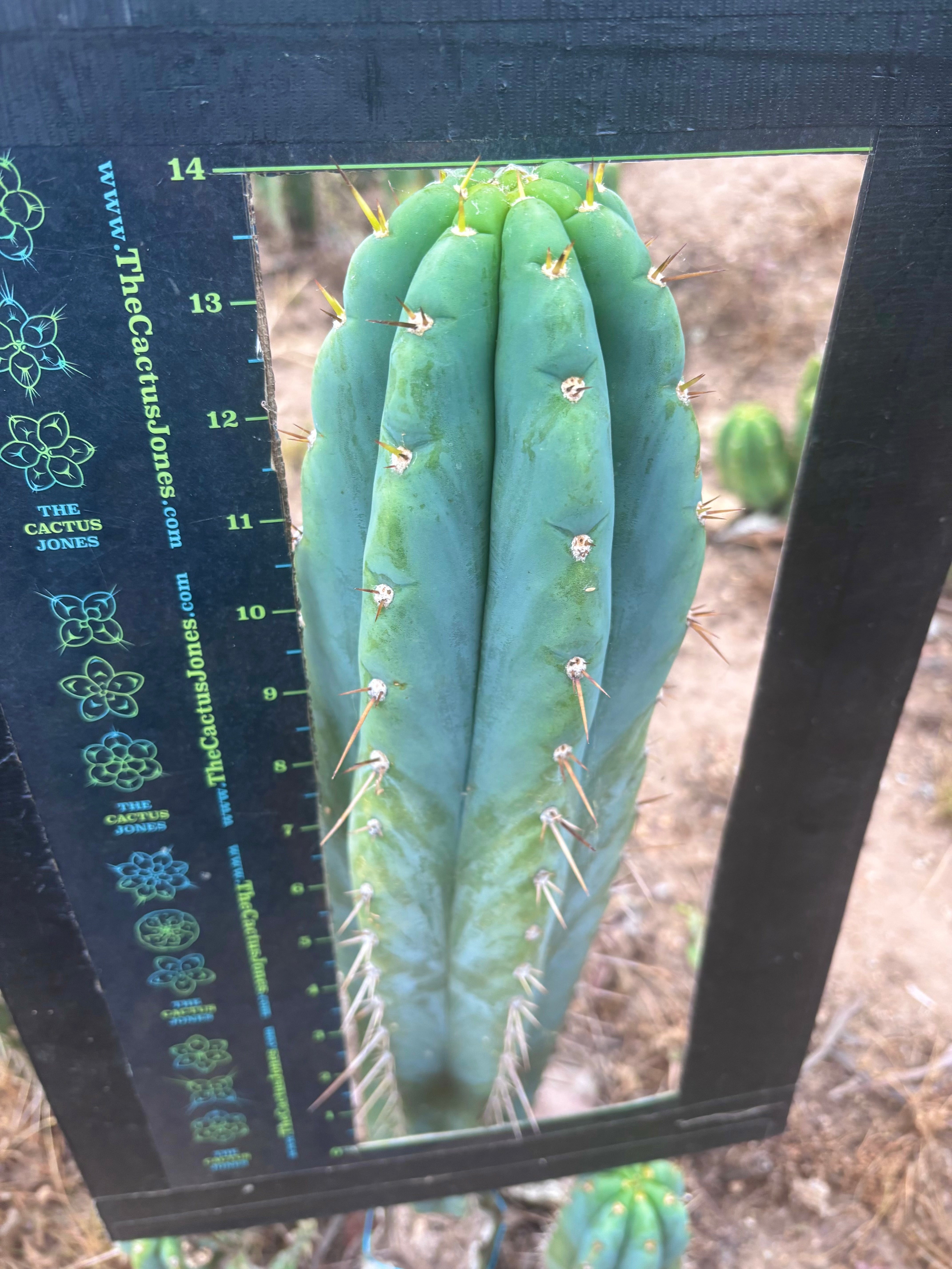 💎 Icaros x Malo4 — Massive 14” Tip