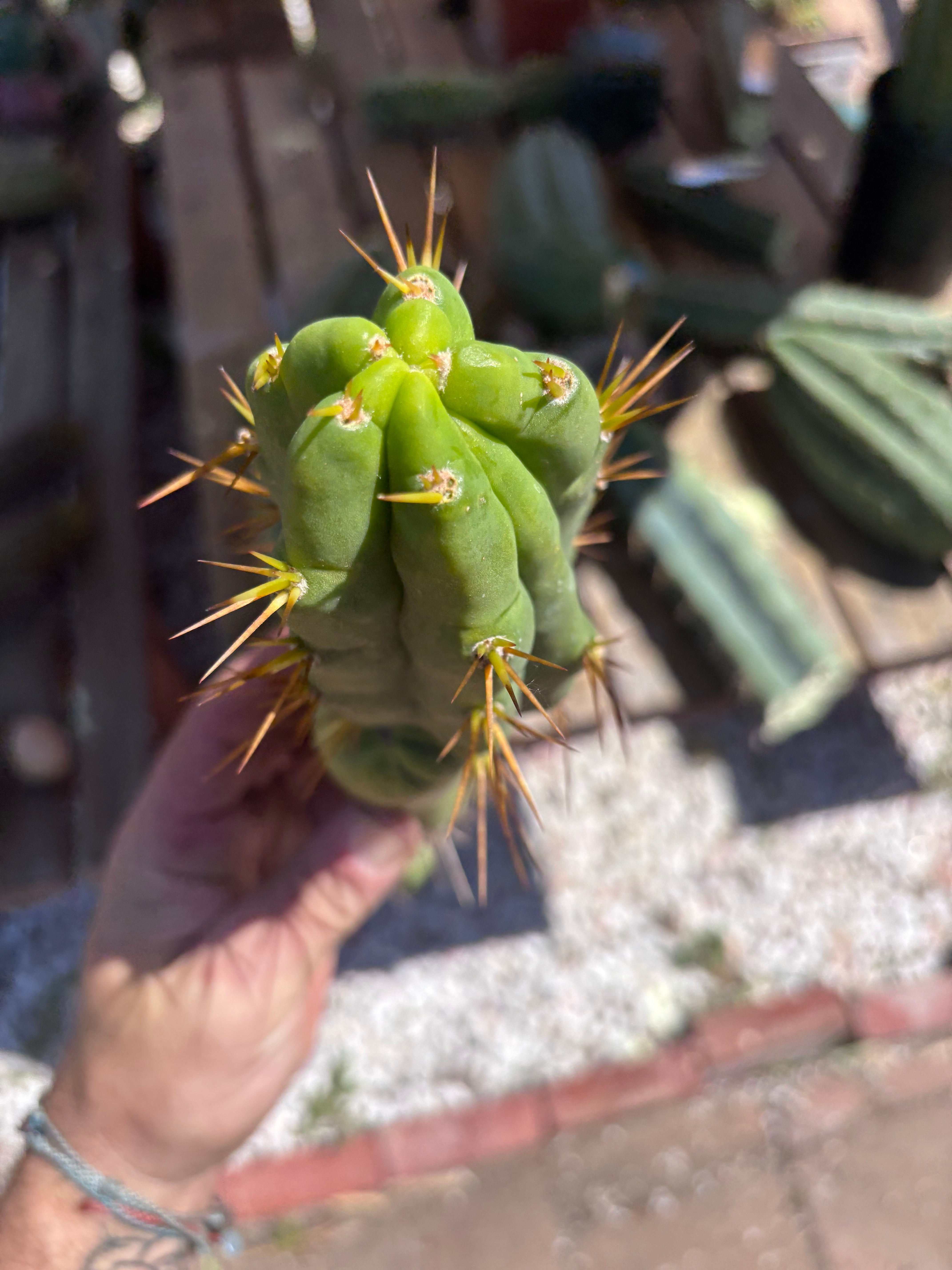 💎👑🌶️ TBQM  — Switch Specimen (Rooted)