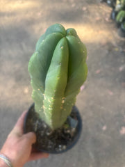 💎 MB x MP Scop — Rooted 14” Chonker