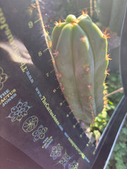 Custom Listing for Scott C.