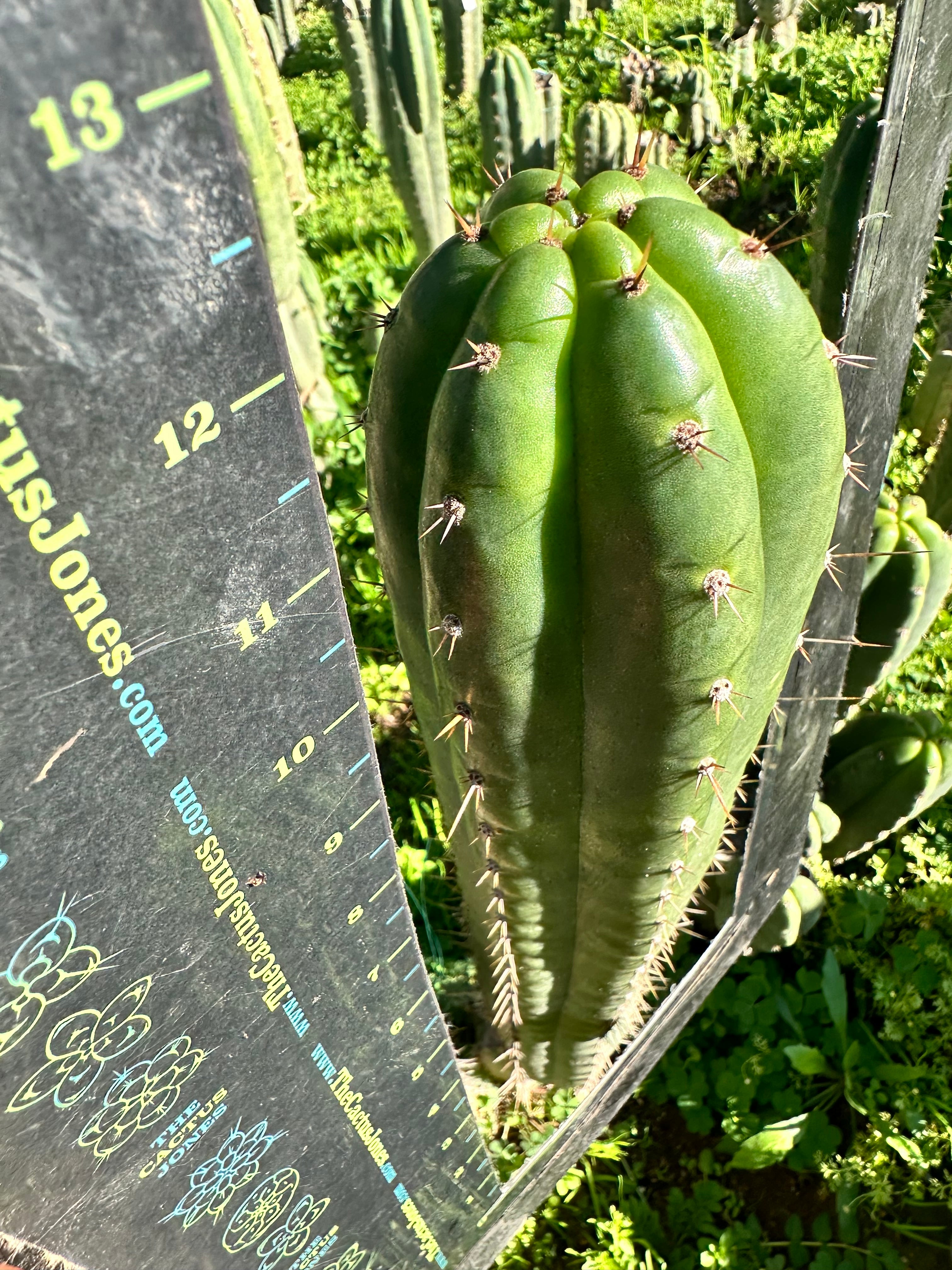 *👑🌶️ Torres & Torres — 12” Tips (Restocked — 4)