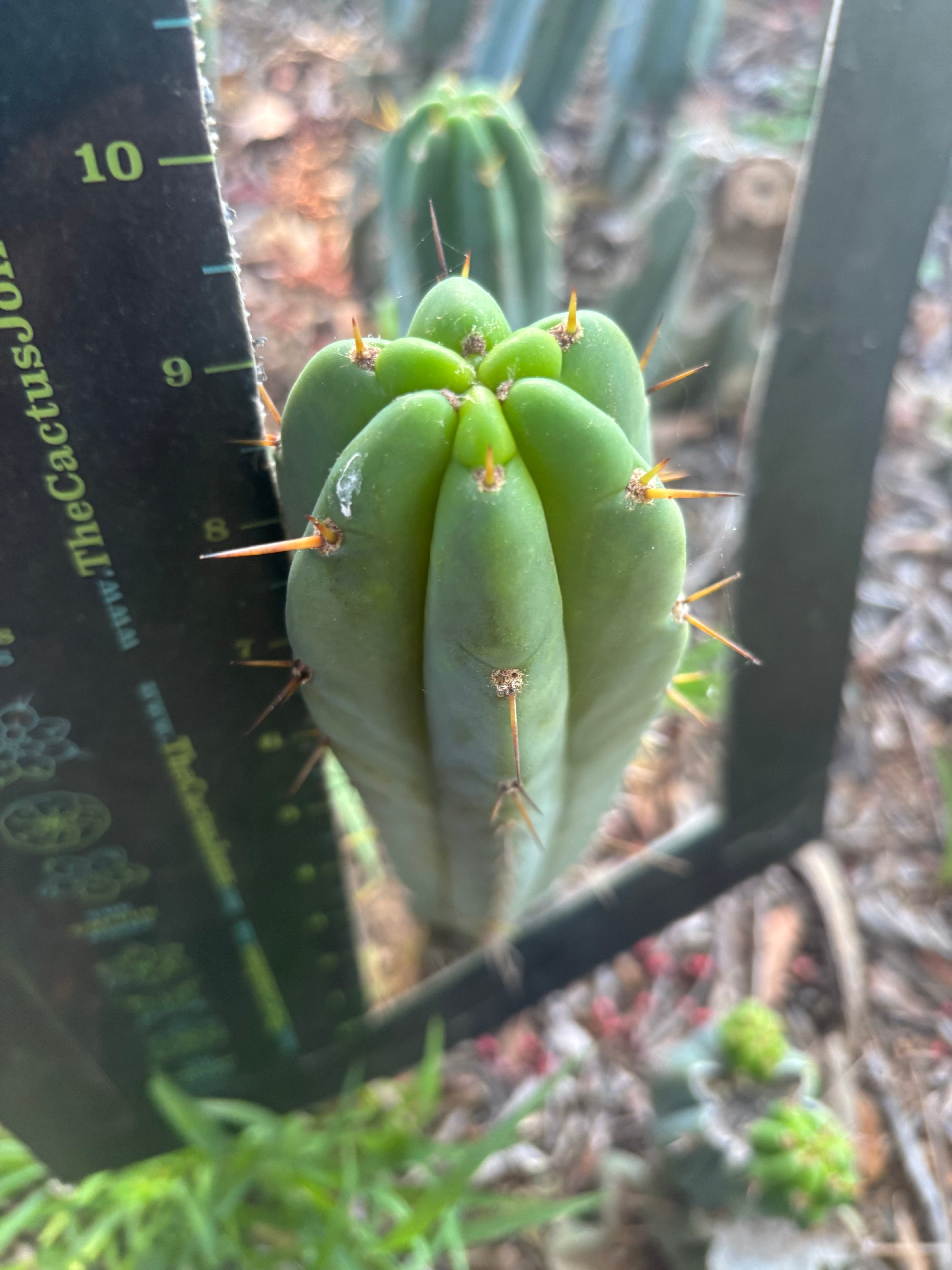 👑🌶️🌶️ Pala — 9” Tip