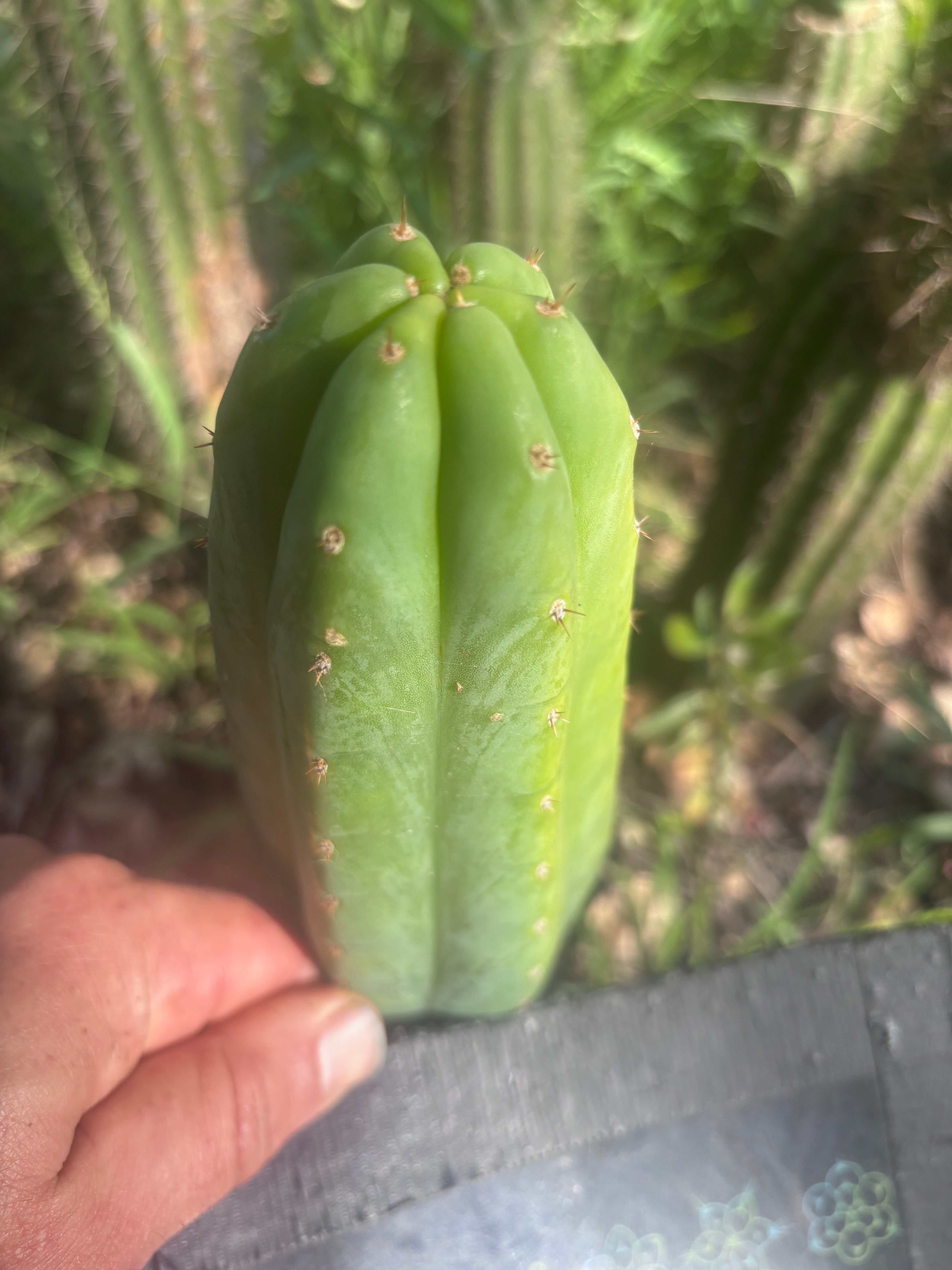 👑🌶️🌶️ KR04 — 7” Tip