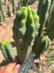 🌶️🌶️ NoidTwo — 10” Tip