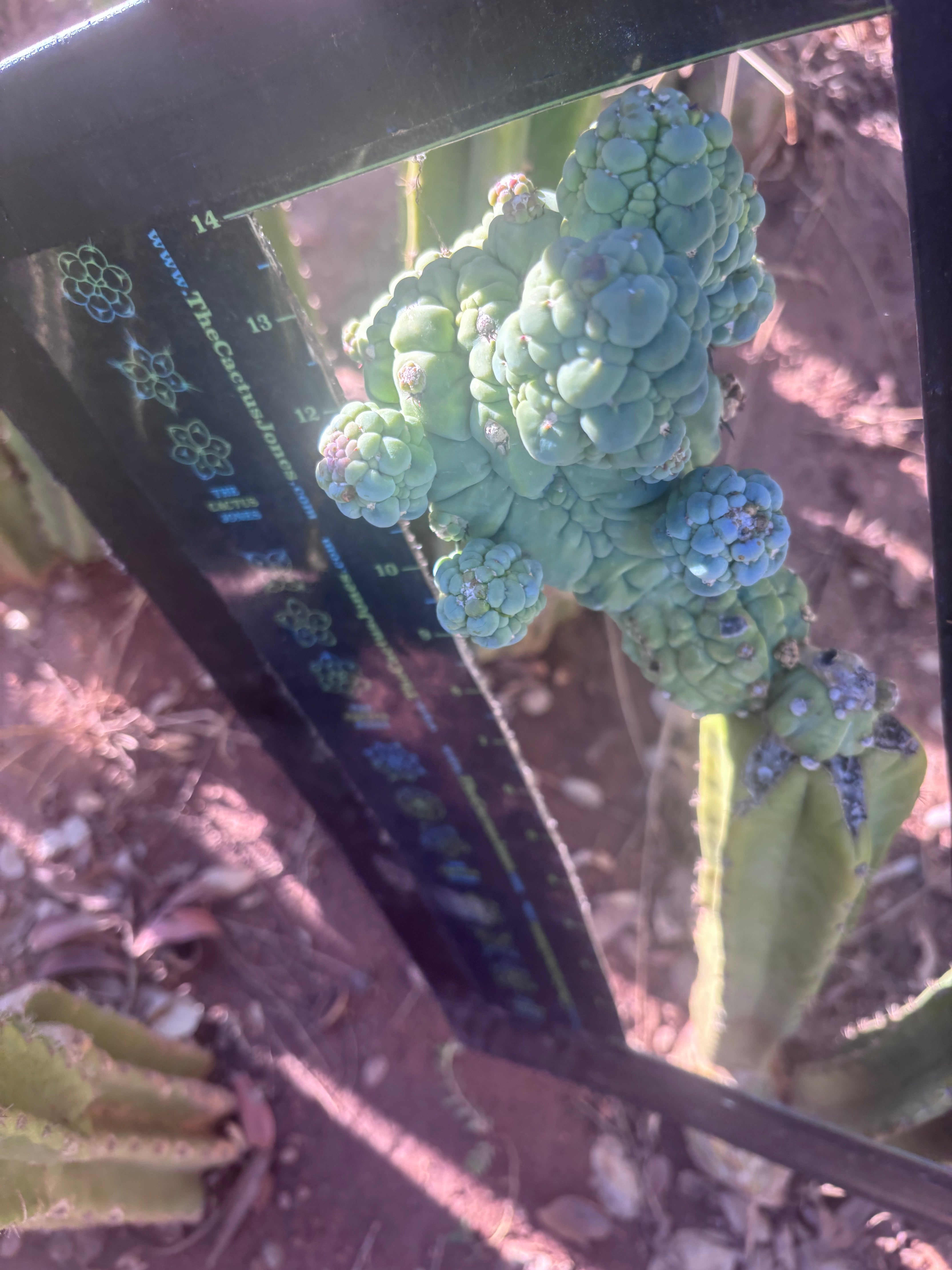 💎👑💎 Glorp — Another XL Pupsplosion Graft