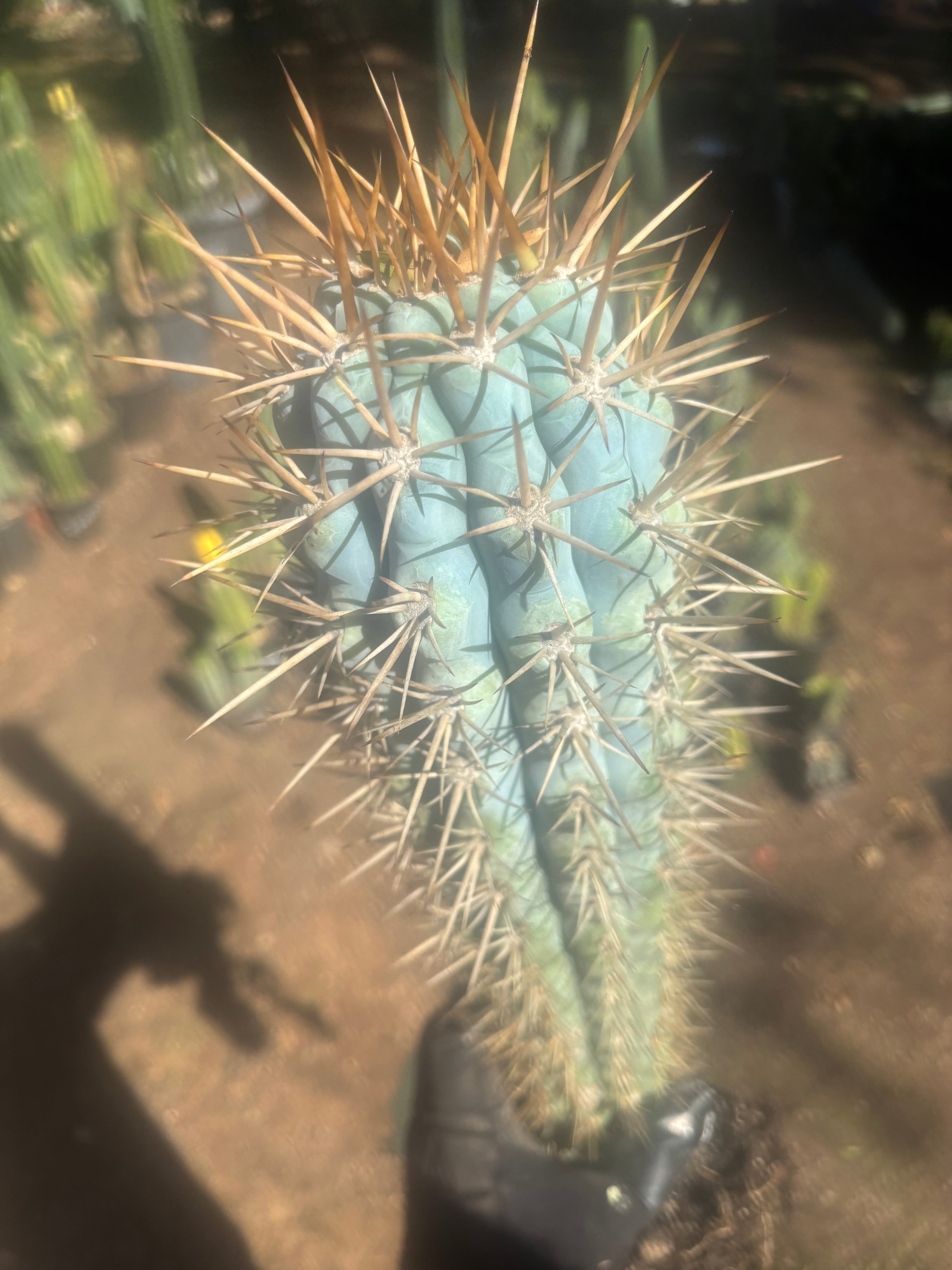 💎 Browningia Hertlingiana — BIG Heavy Rooted 24”