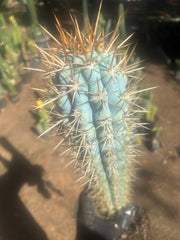 💎 Browningia Hertlingiana — BIG Heavy Rooted 24”