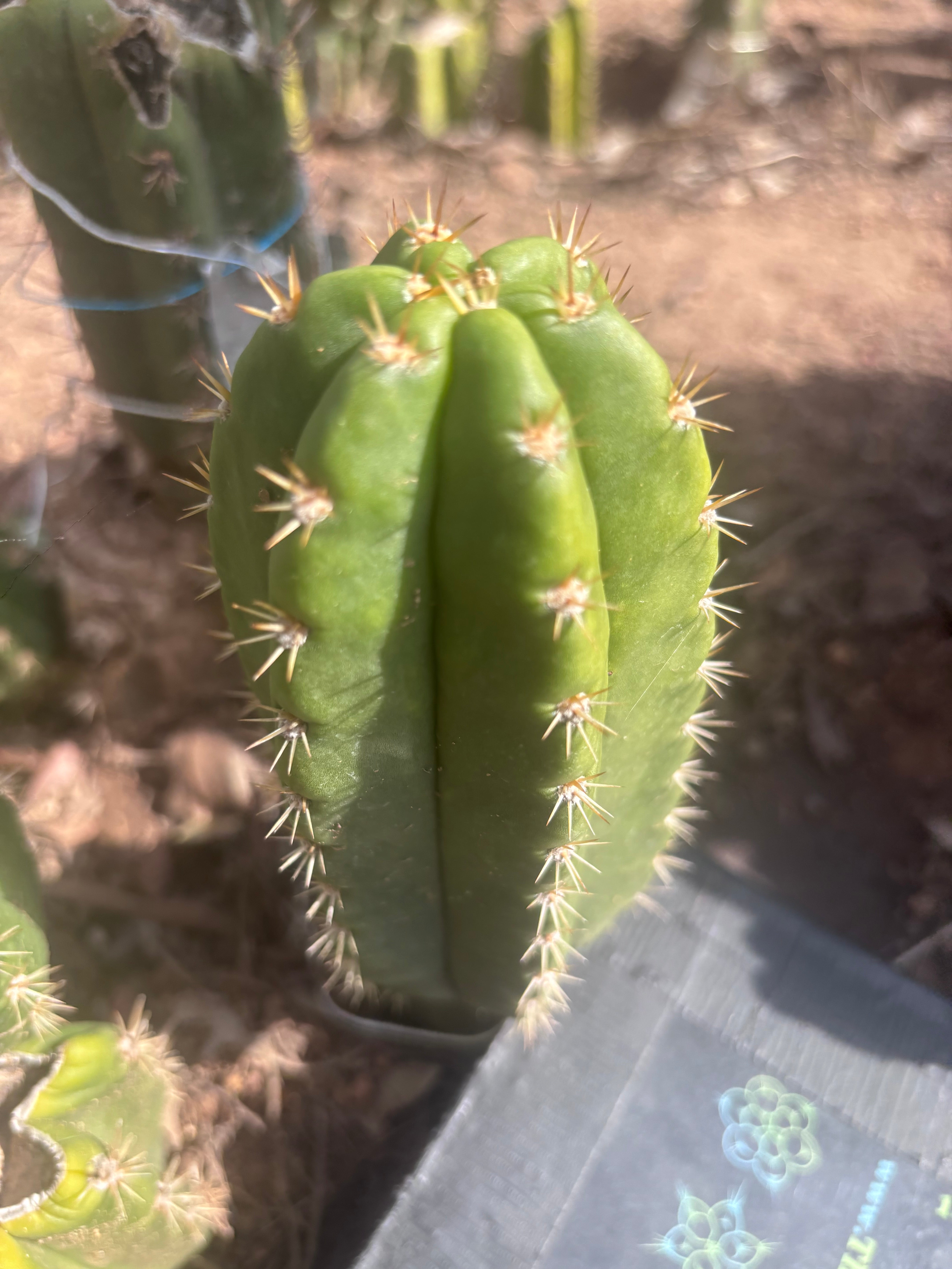 💎👑💎🌶️ CareBear — 6” Pup