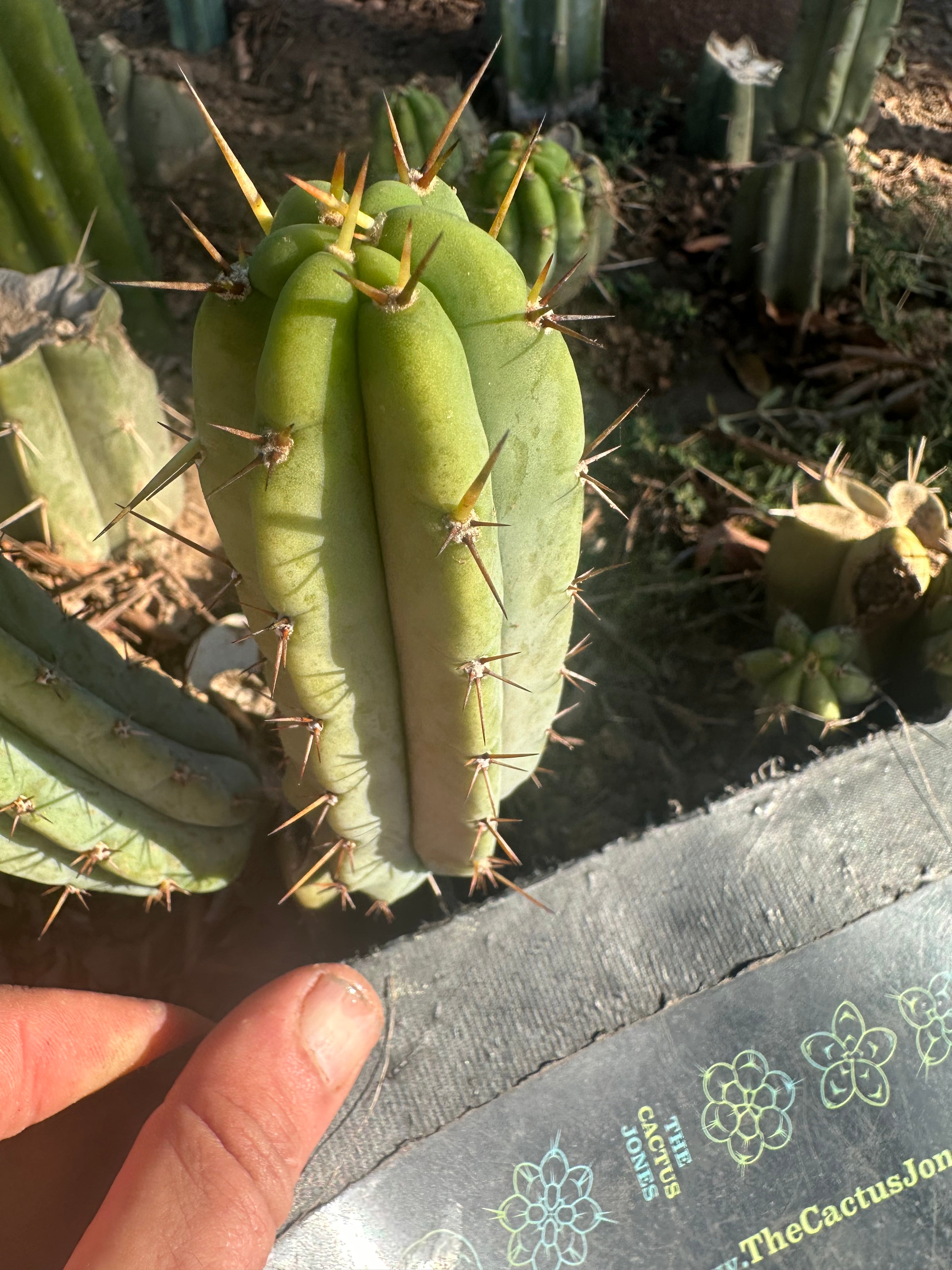 👑 🌶️ 🌶️ Pala! — The Weekly Pup (2 for 1)
