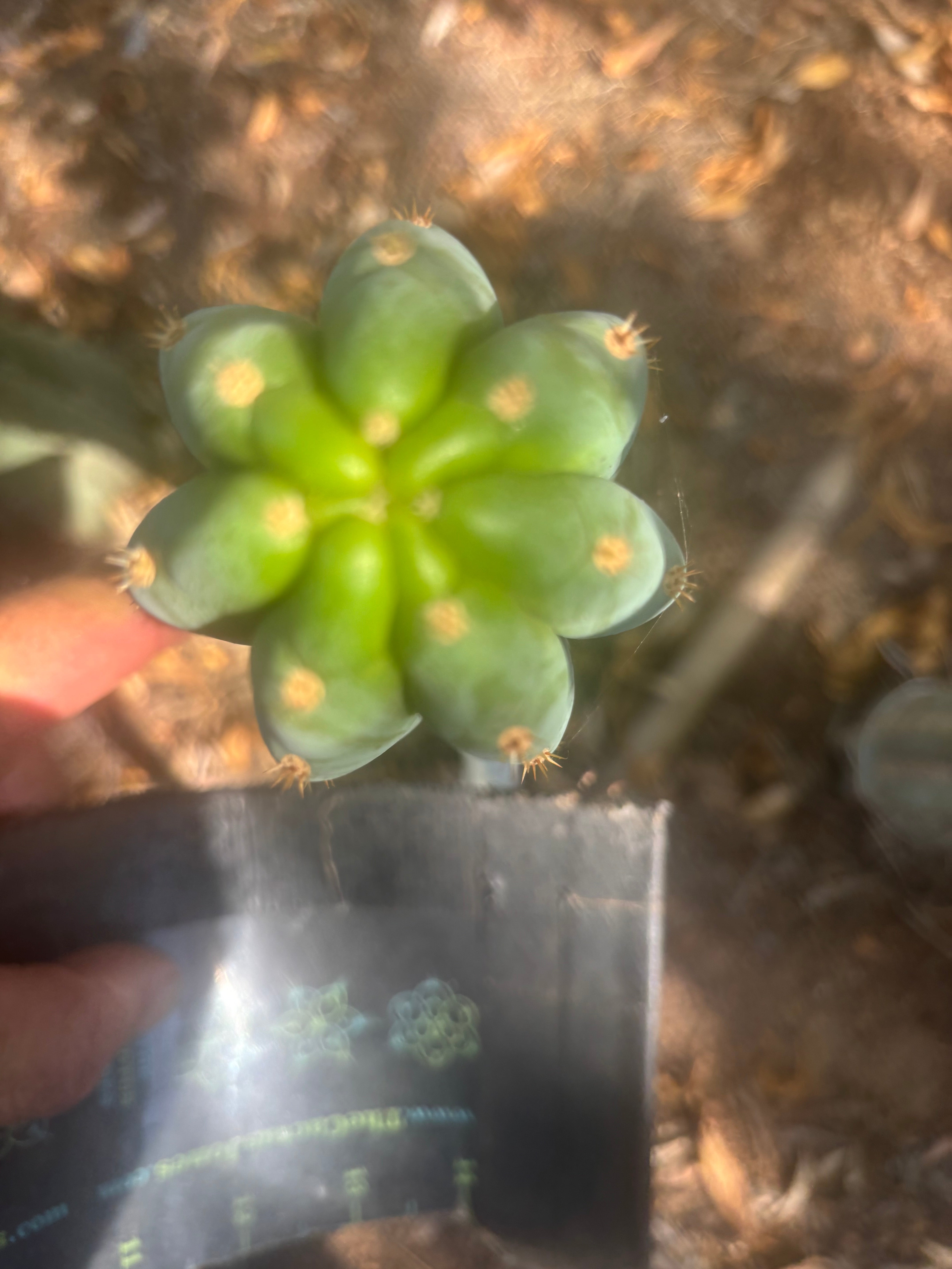 💎👑 Karta — 10” Tip (First Timer)