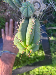 🌶️🌶️⚠️ E.R. — Chonky 9” Pup