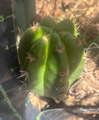 💎👑💎🌶️ CareBear — 5” Grenade