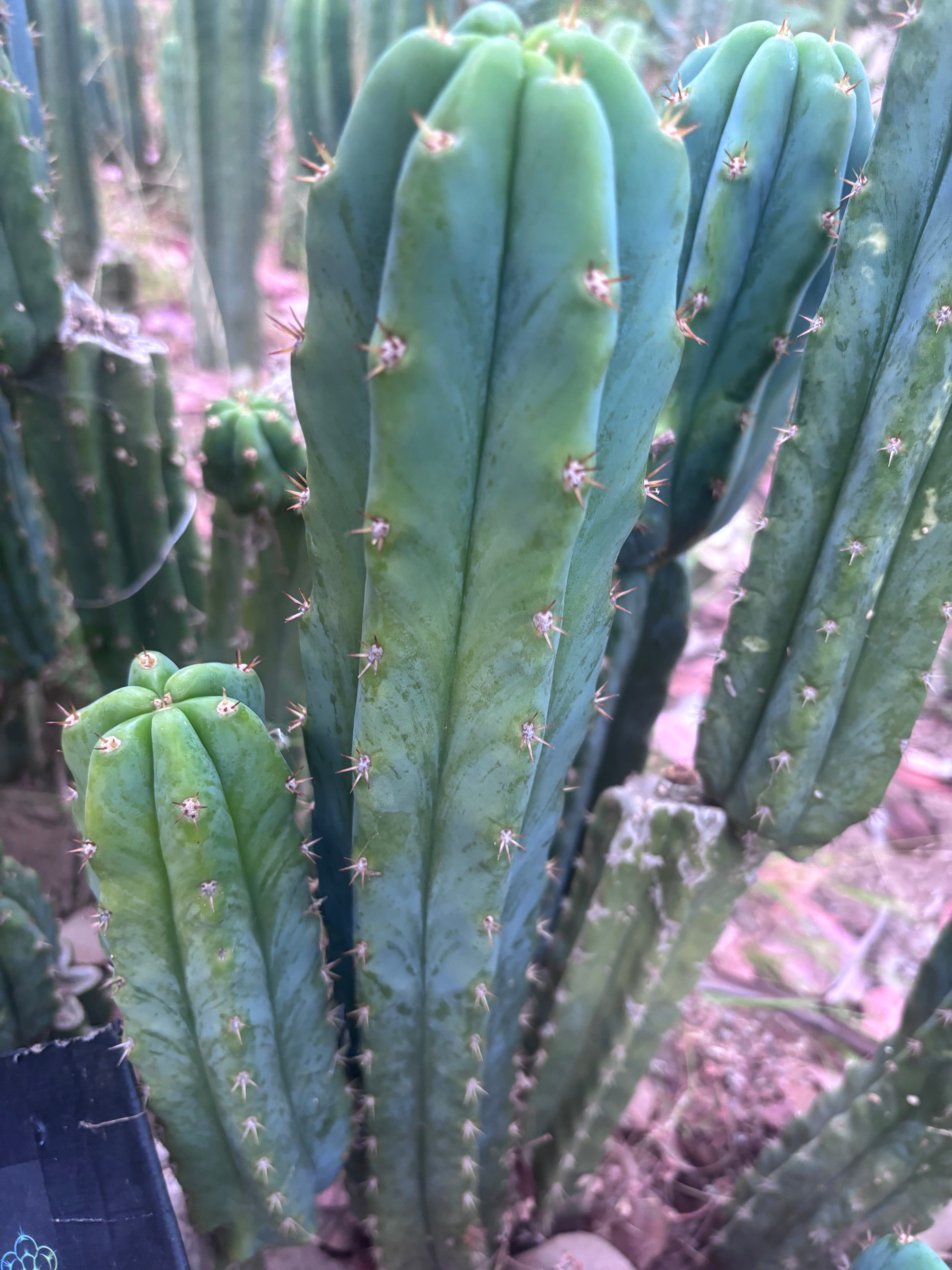 🌶️🌶️ NoidTwo — XL 14” Tip