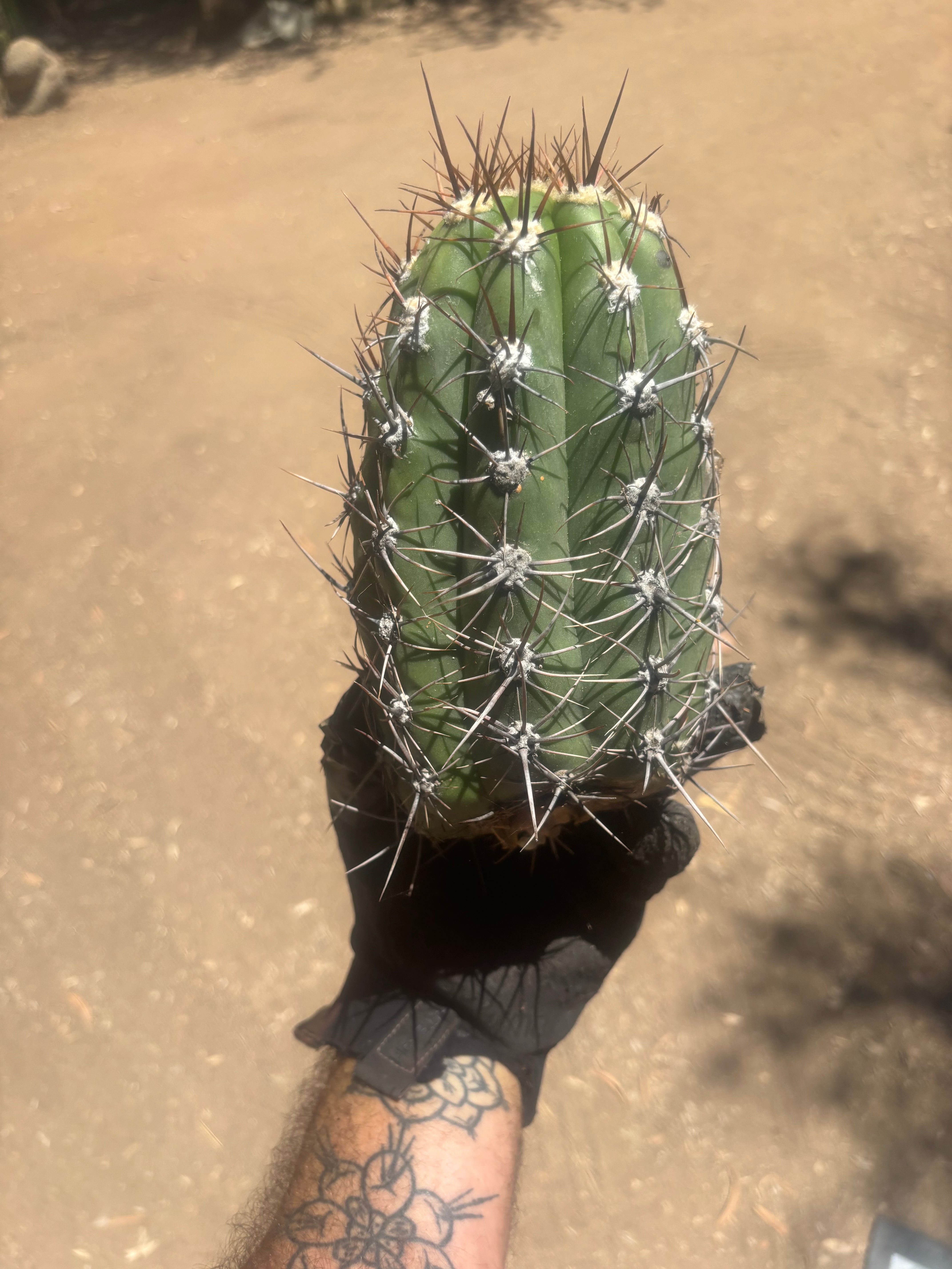 💎⚔️ Taquimbalensis — Chonky 8” Pup