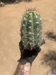 💎⚔️ Taquimbalensis — Chonky 8” Pup