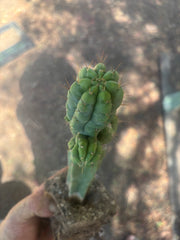 💎👑💎 Havran — Established Multi-Pup Graft on PC