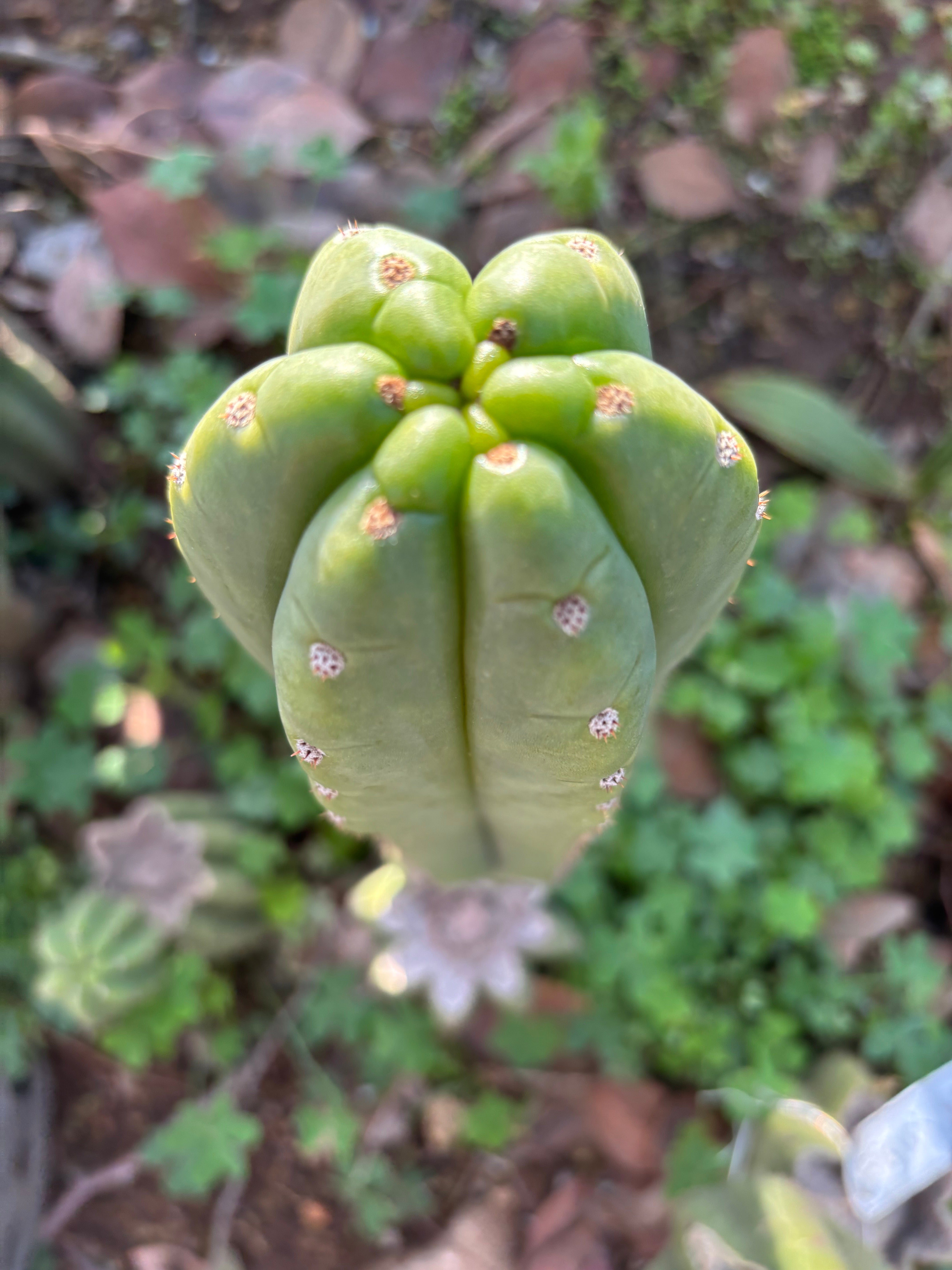 👑🌶️ The Field’s Pachanoi — Chonky 11” Pup