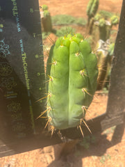 💎🌶️🌶️ NOM — Chonky 7” Pup