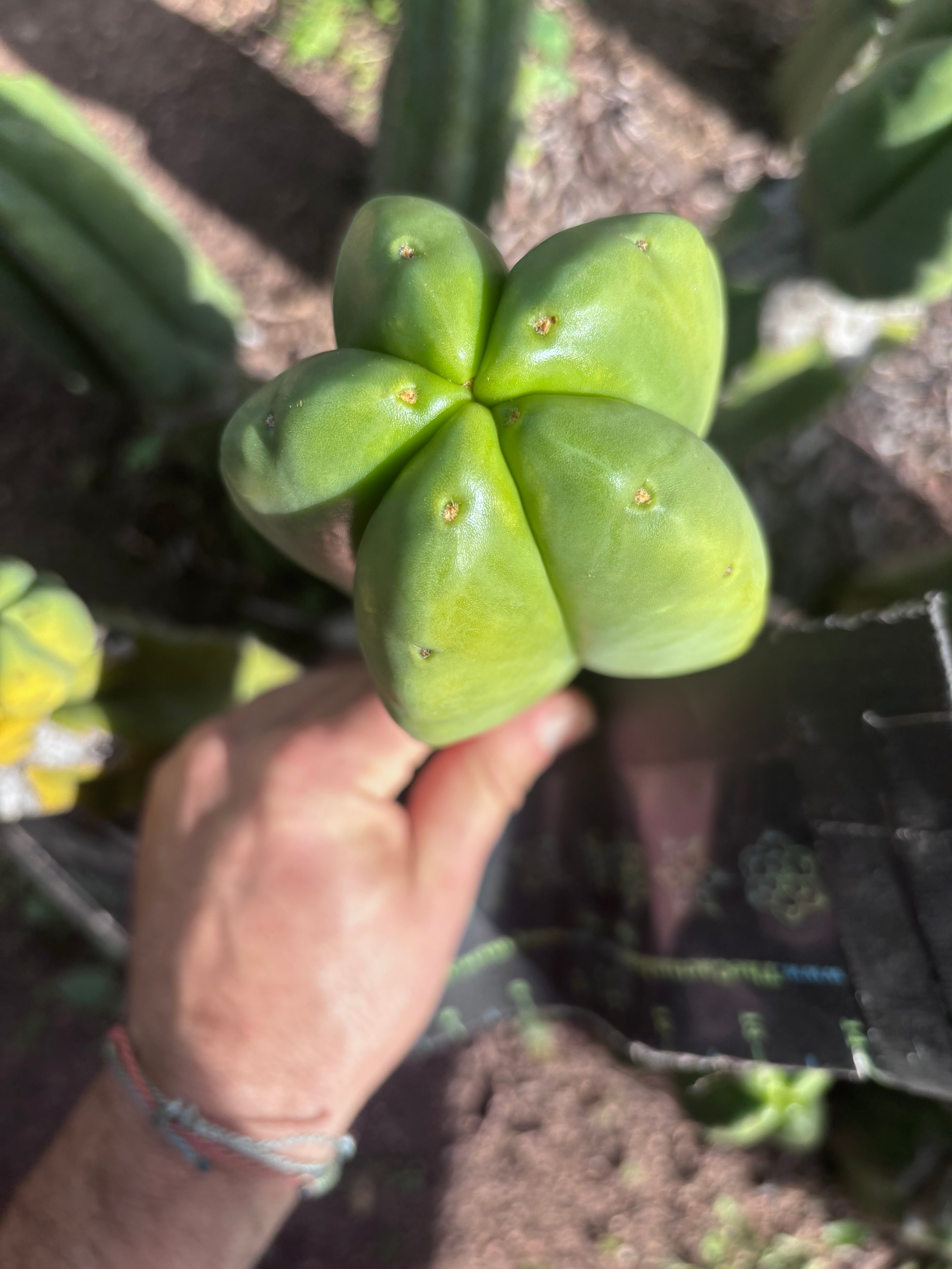 💎👑💎🌶️ Ferah — Chonky 6” Tip