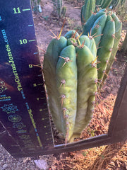👑🌶️ Kimnach — 10” Tip