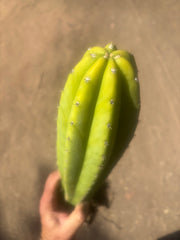 💎 Landfill x Super Pedro — Seed Grown XL 15” Full Roots