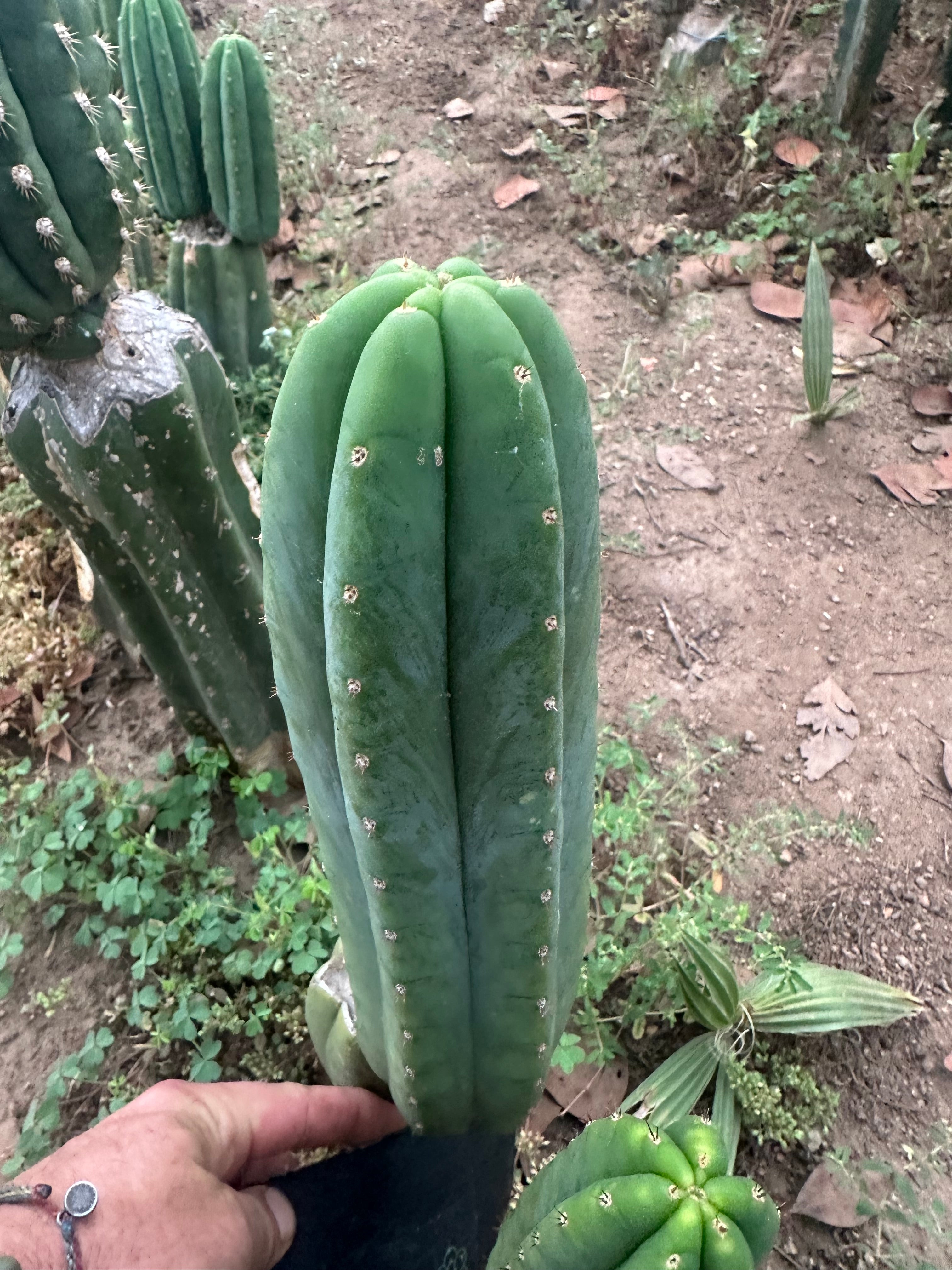-👑🌶️🌶️ Another Drop, Another Ogun —  12” Pup