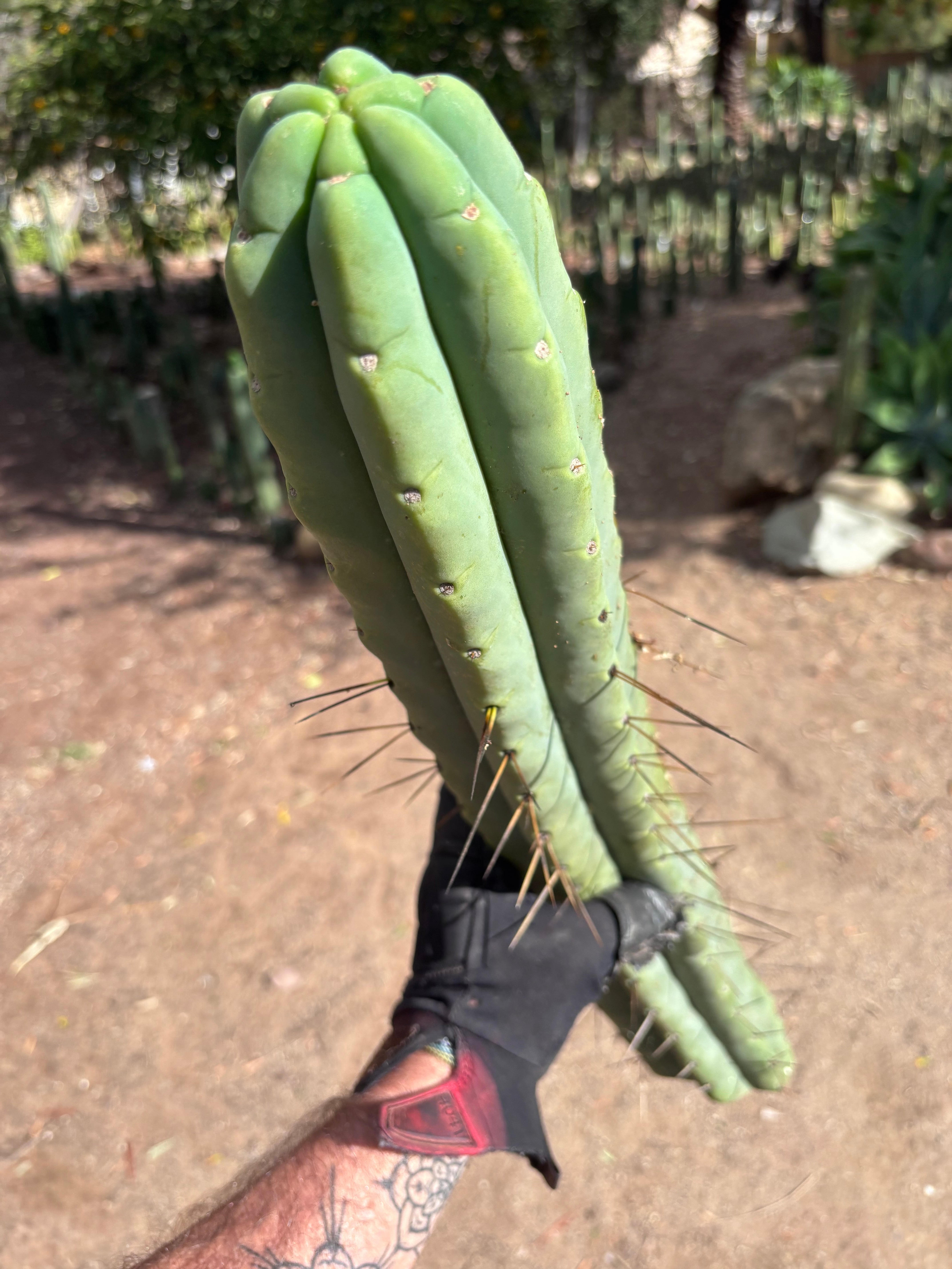 💎👑💎🌶️🌶️ Eileen — MEGA 21” (Tip #6)