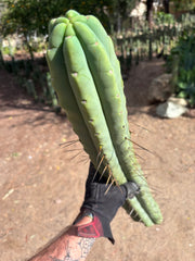 💎👑💎🌶️🌶️ Eileen — MEGA 21” (Tip #6)