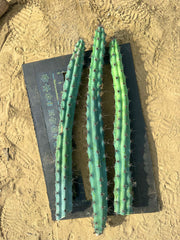 💙 Cereus Aethiops — 15” Tips (3)