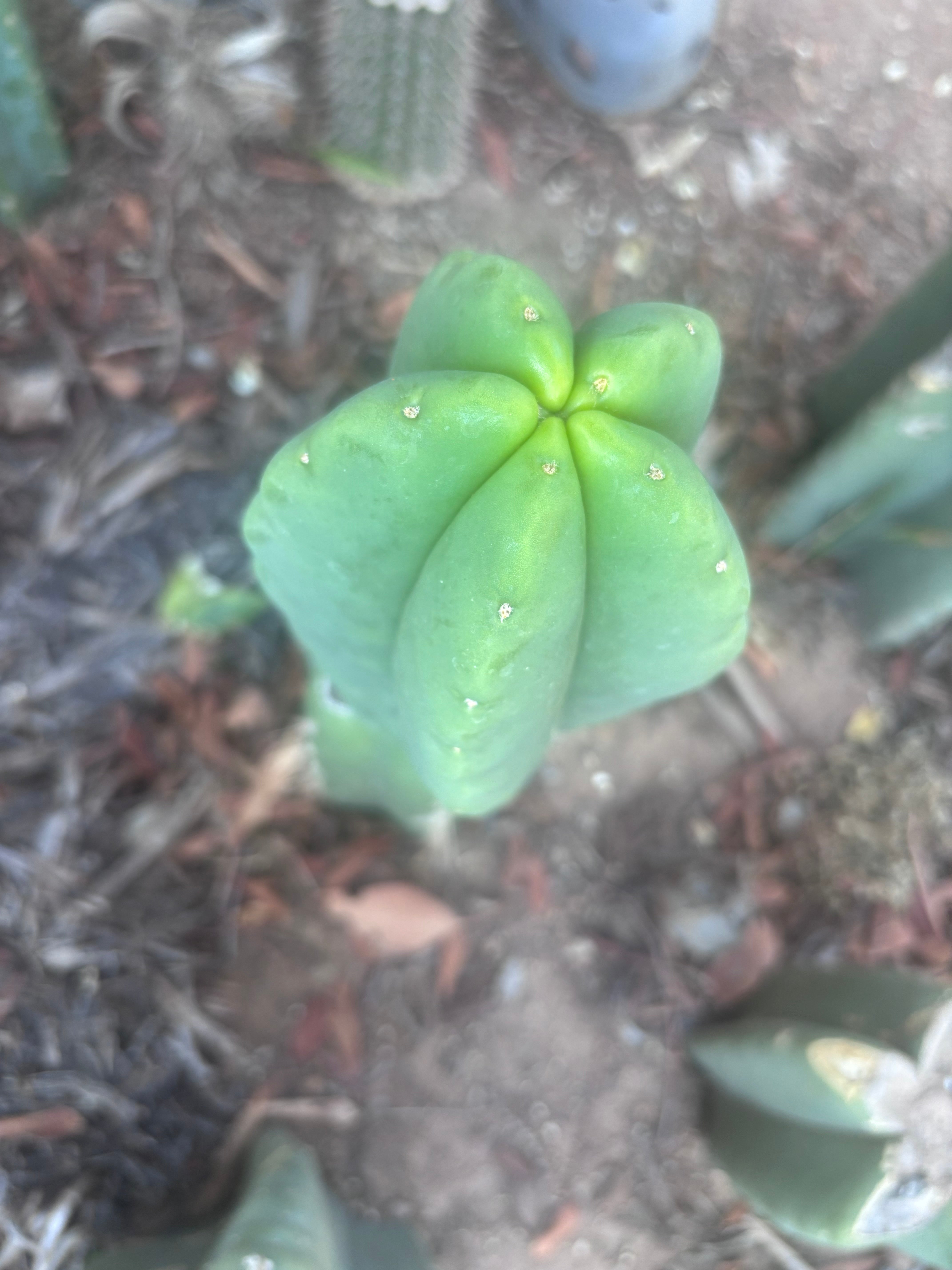 Custom Listing for Ron H