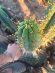 👑🌶️ Zalidus — XL 14” Tip