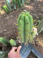 👑🌶️🌶️ Jiimz Twin Spine  — 13” Pup
