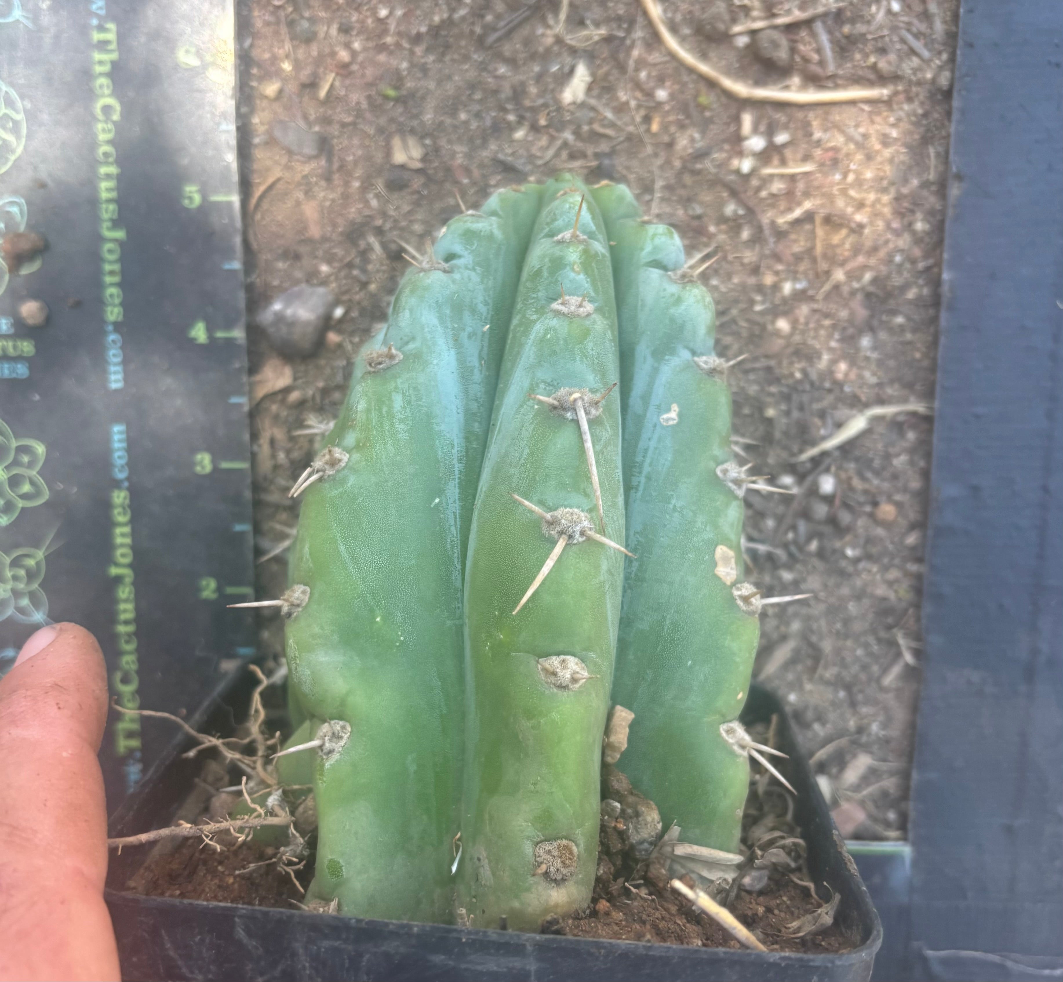👑 TSSBP — Rooted Tip