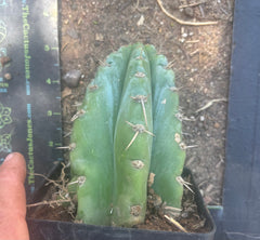 👑 TSSBP — Rooted Tip