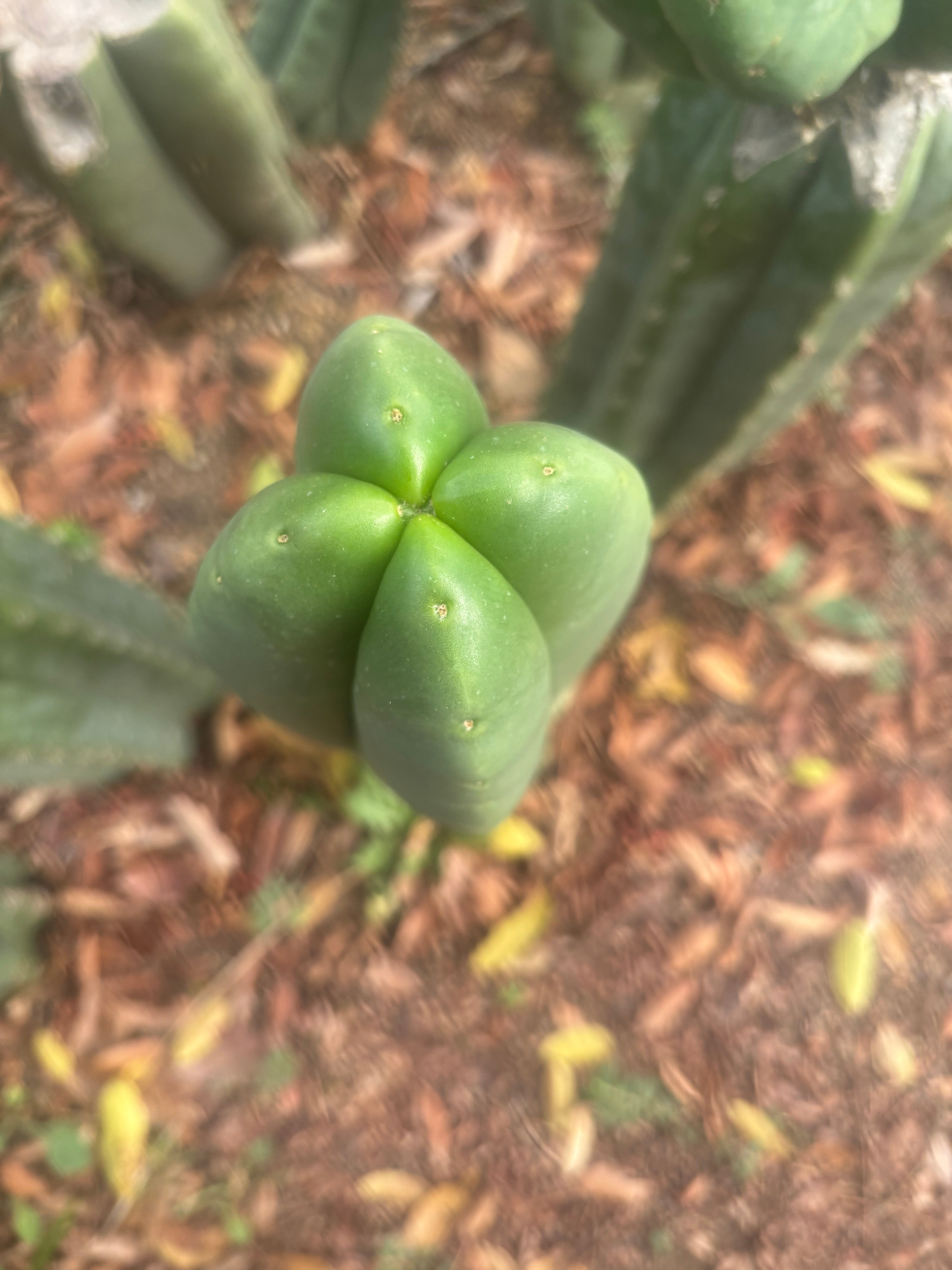 💎👑🌶️ Ferah — Another 8” FourWang Tip