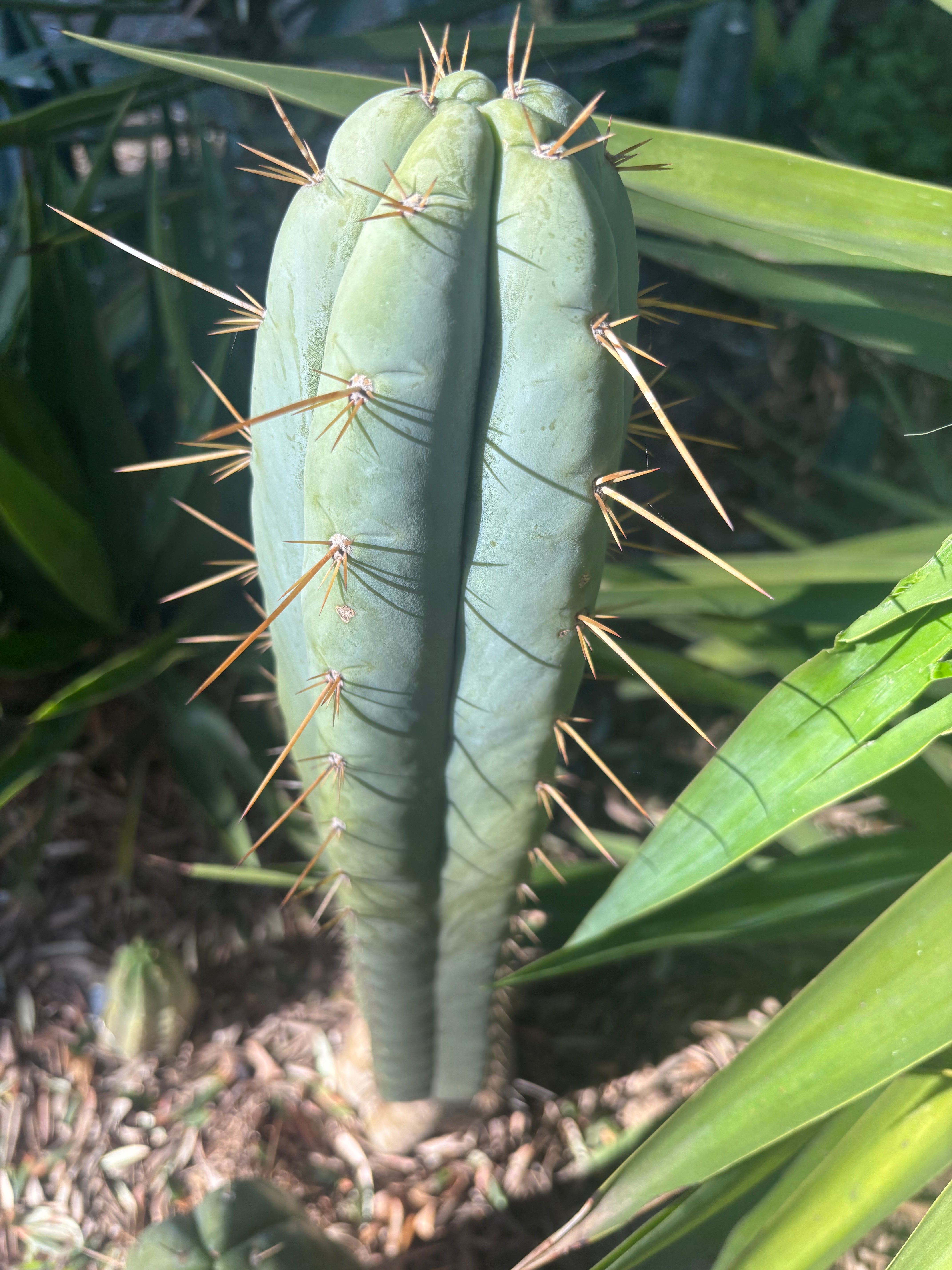 👑 Lotusland Huanu —  Chonky 10” Tip
